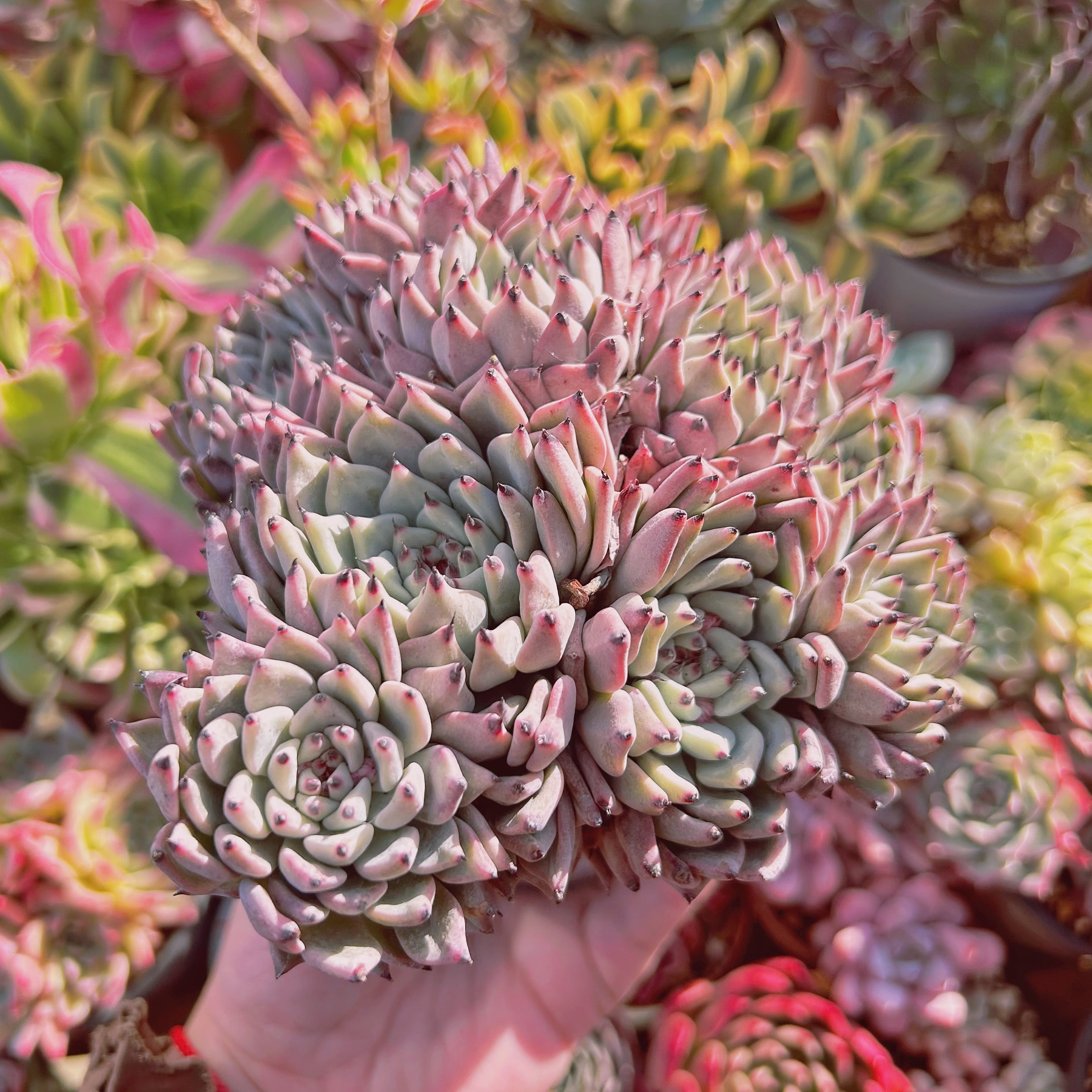 多肉植物 Echeveria ザラゴーサ 7頭以上 特大群生 | るる農園~多肉植物専門