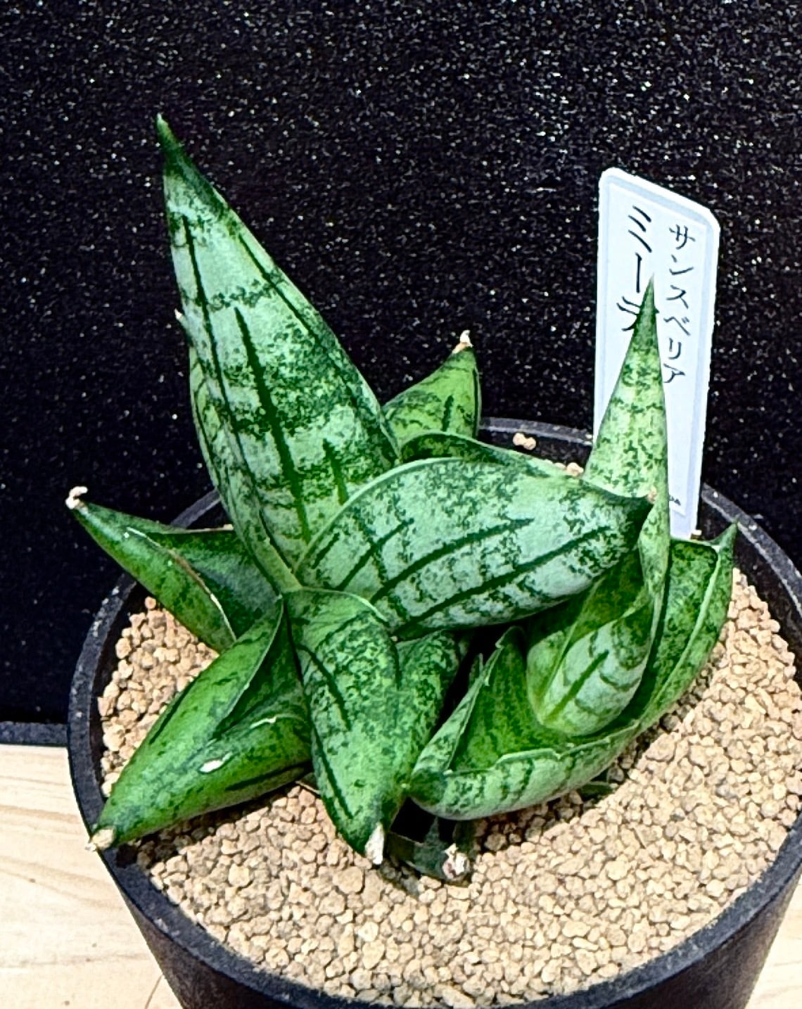ミーディー サンセベリア 2.5号 希少 レア 原種希少品種 観葉植物 空気