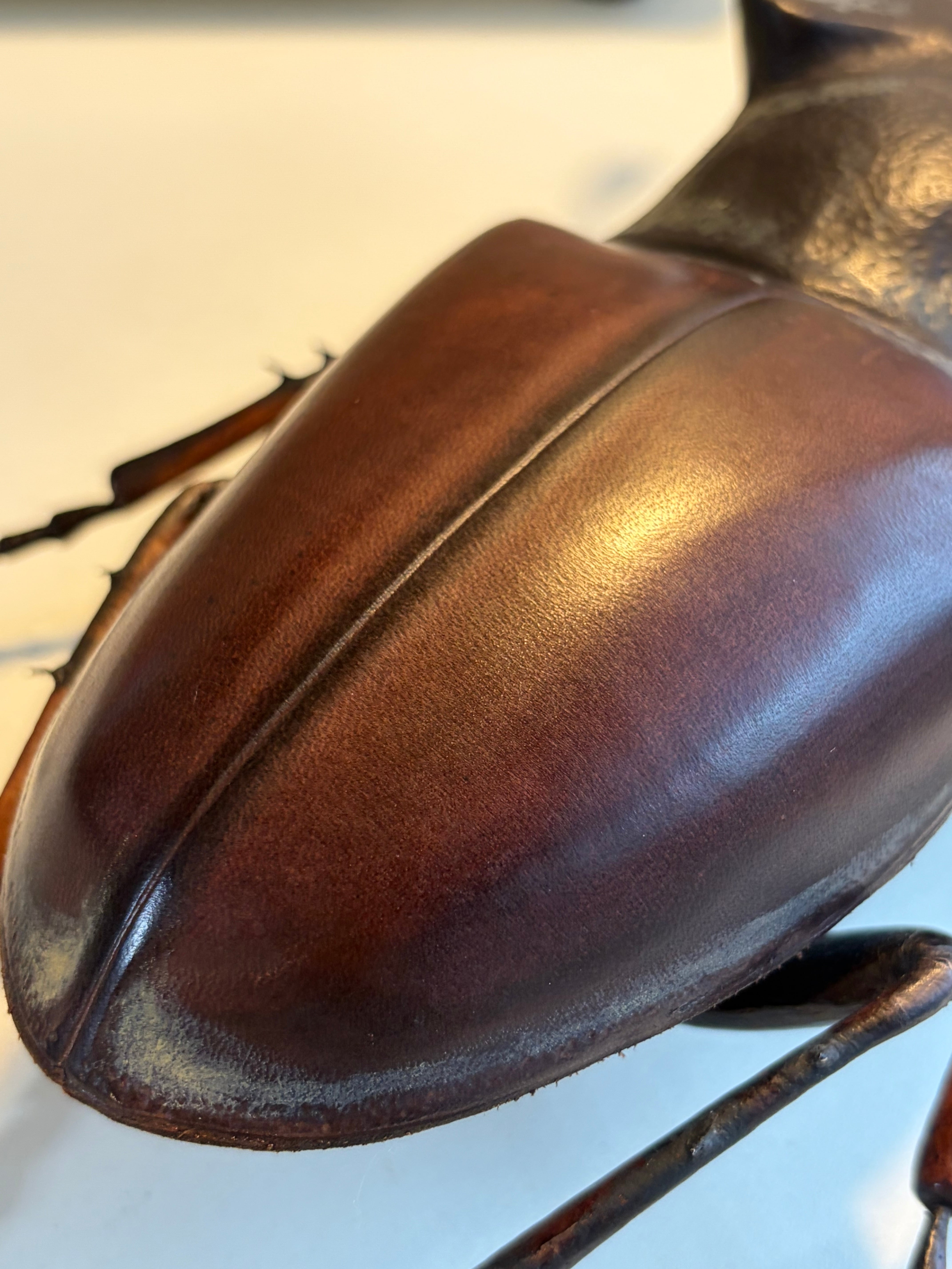 クワガタ (レザークラフト) 足先縦30cm、巾20cm 作者 河野 甲