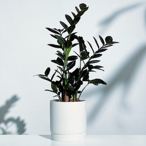 ザミオクルカス・ザミフォーリア ‘レイブン‘ Zamioculcas zamiifolia ‘Raven’