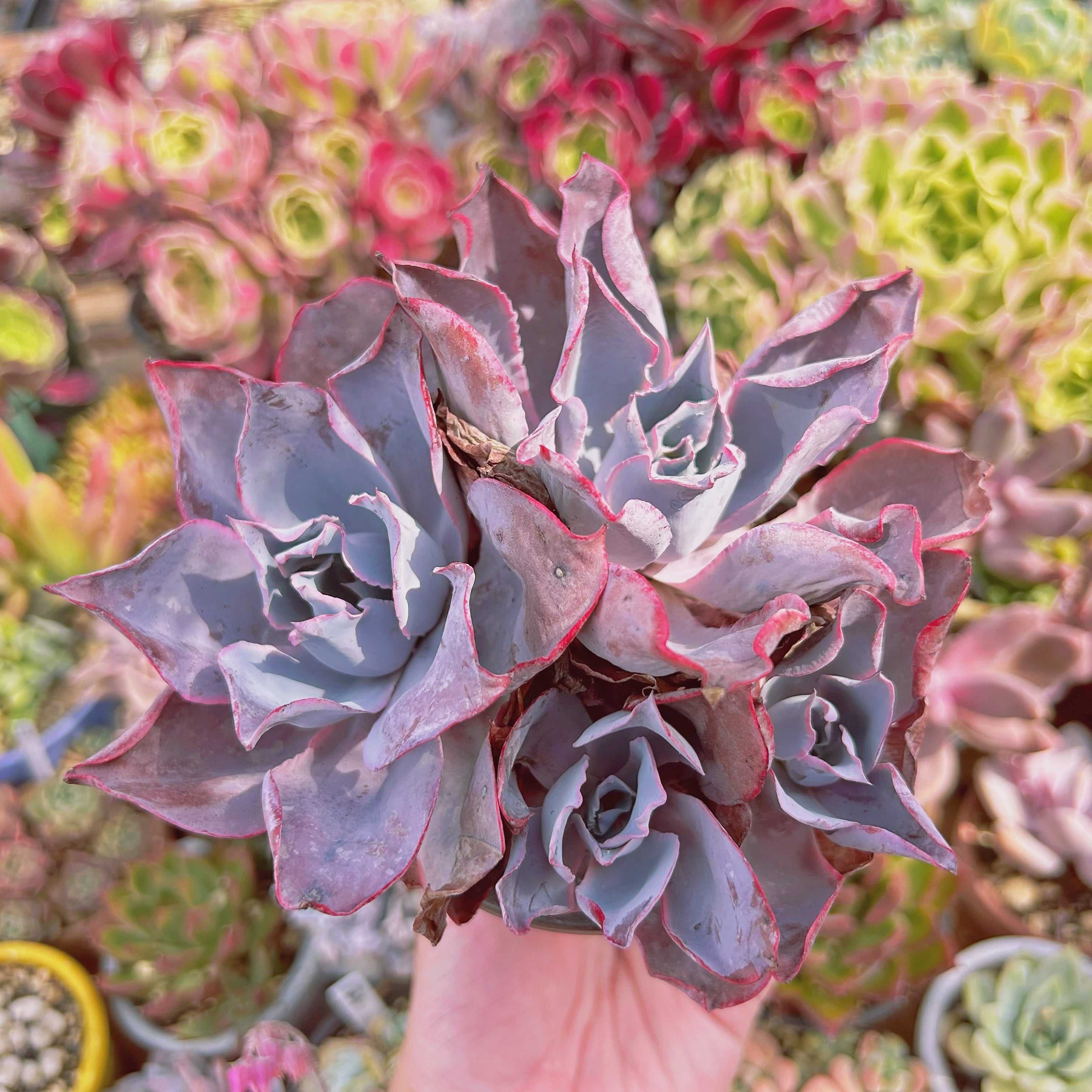 現物　多肉植物　アフターグロー　特大