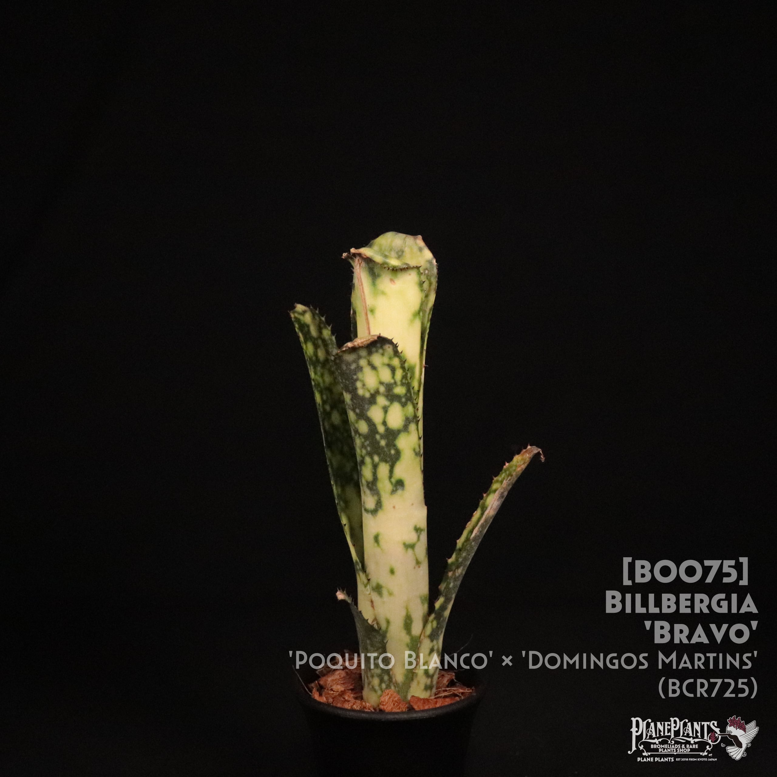 ビルベルギア ブラボー 子株付き！ Billbergia Bravo