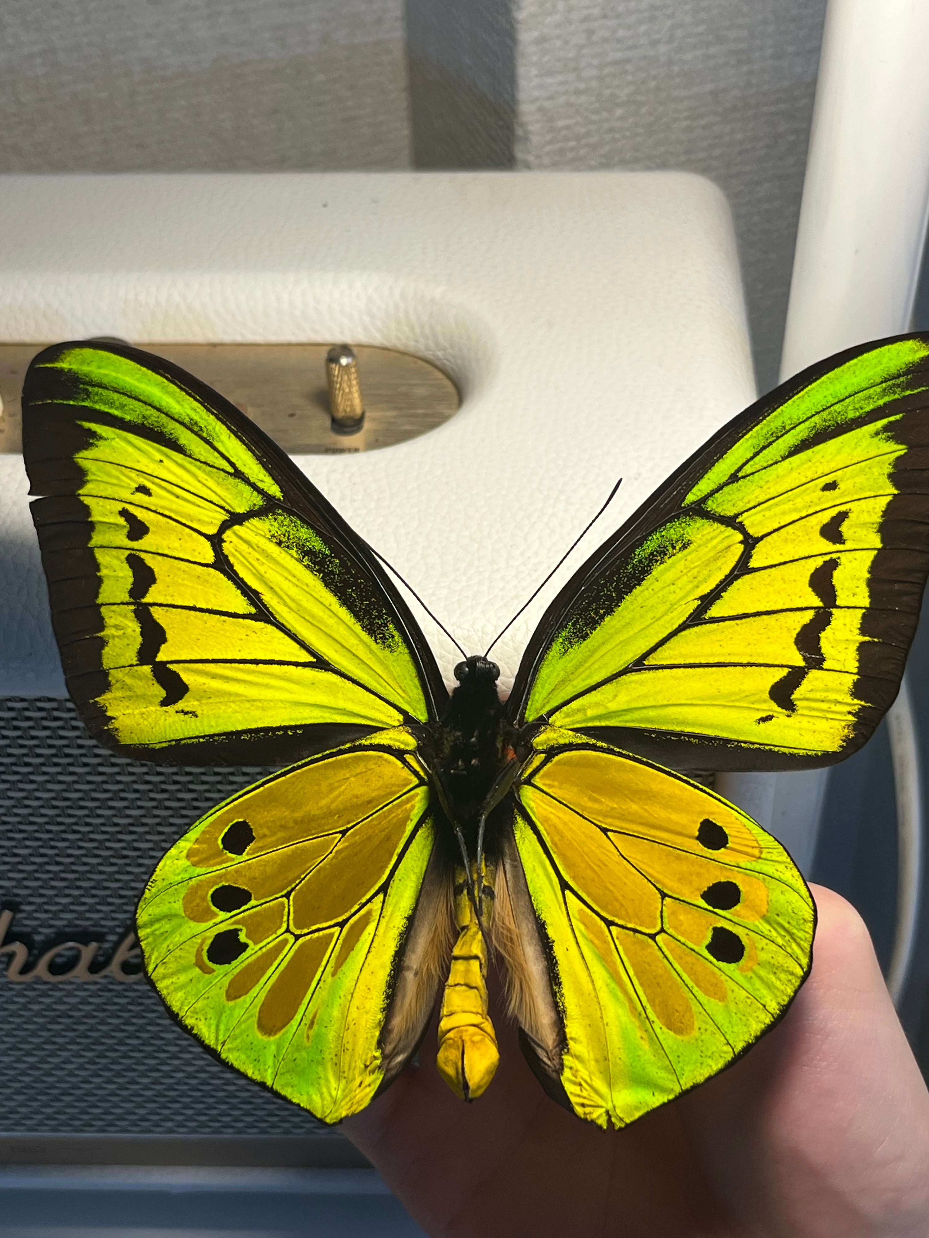 蝶最大級】ゴライアストリバネアゲハ 外国産蝶標本 蝶 標本 メガネ