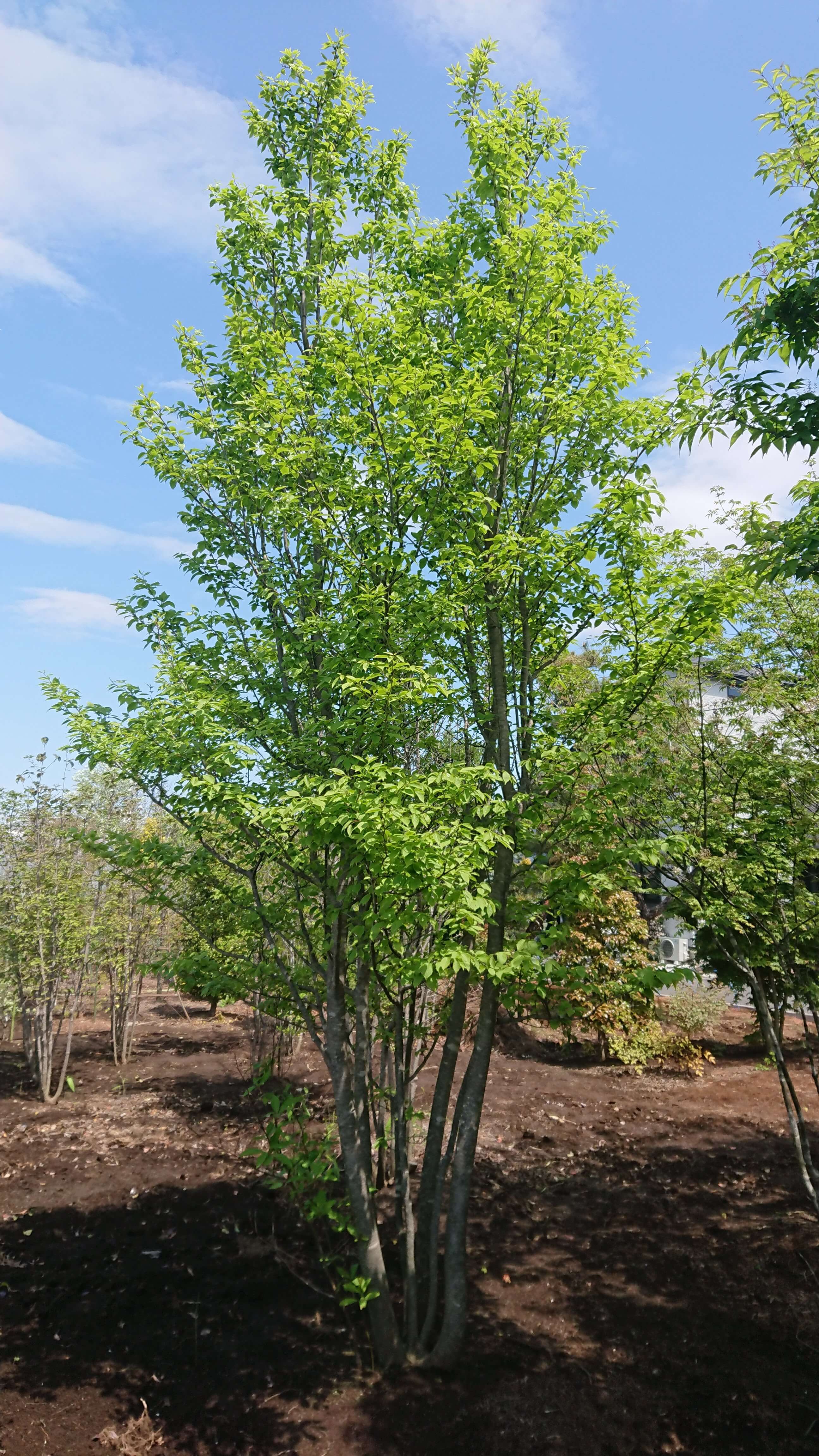 アオハダ 株立ち / 寄せ株（36㎝ポット）