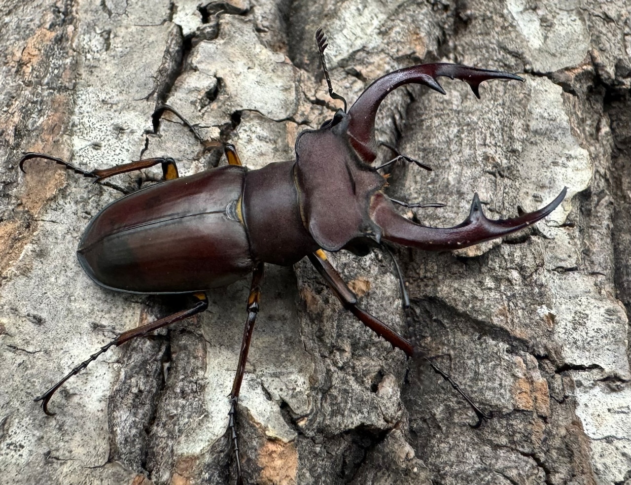 【WD】2018新種記載《ジュシャンミヤマ 51mm ペア》