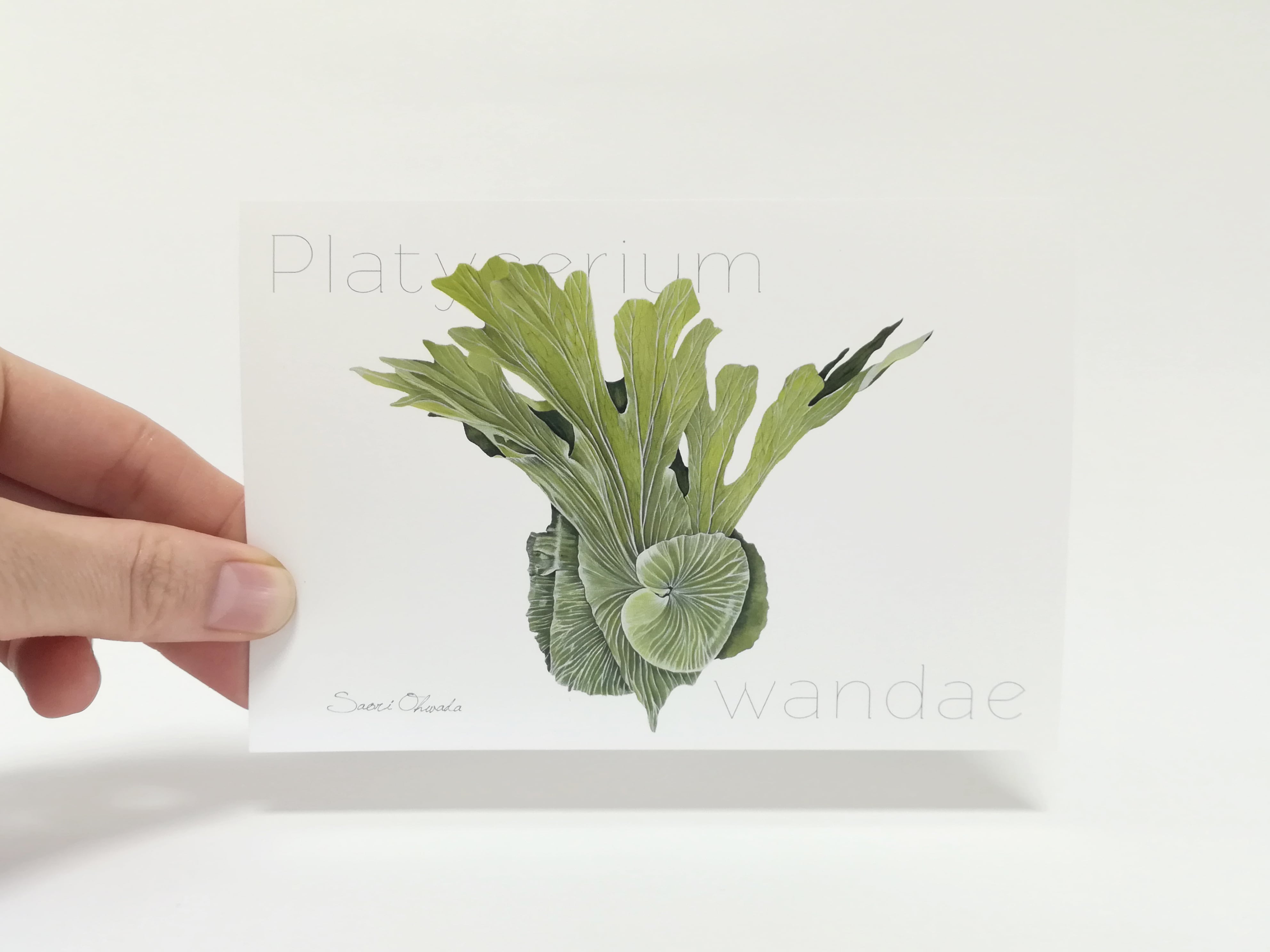 Platycerium Wandae ポストカード