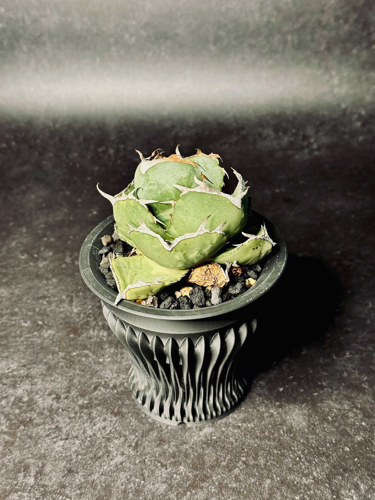 Versa（深型） sizeL