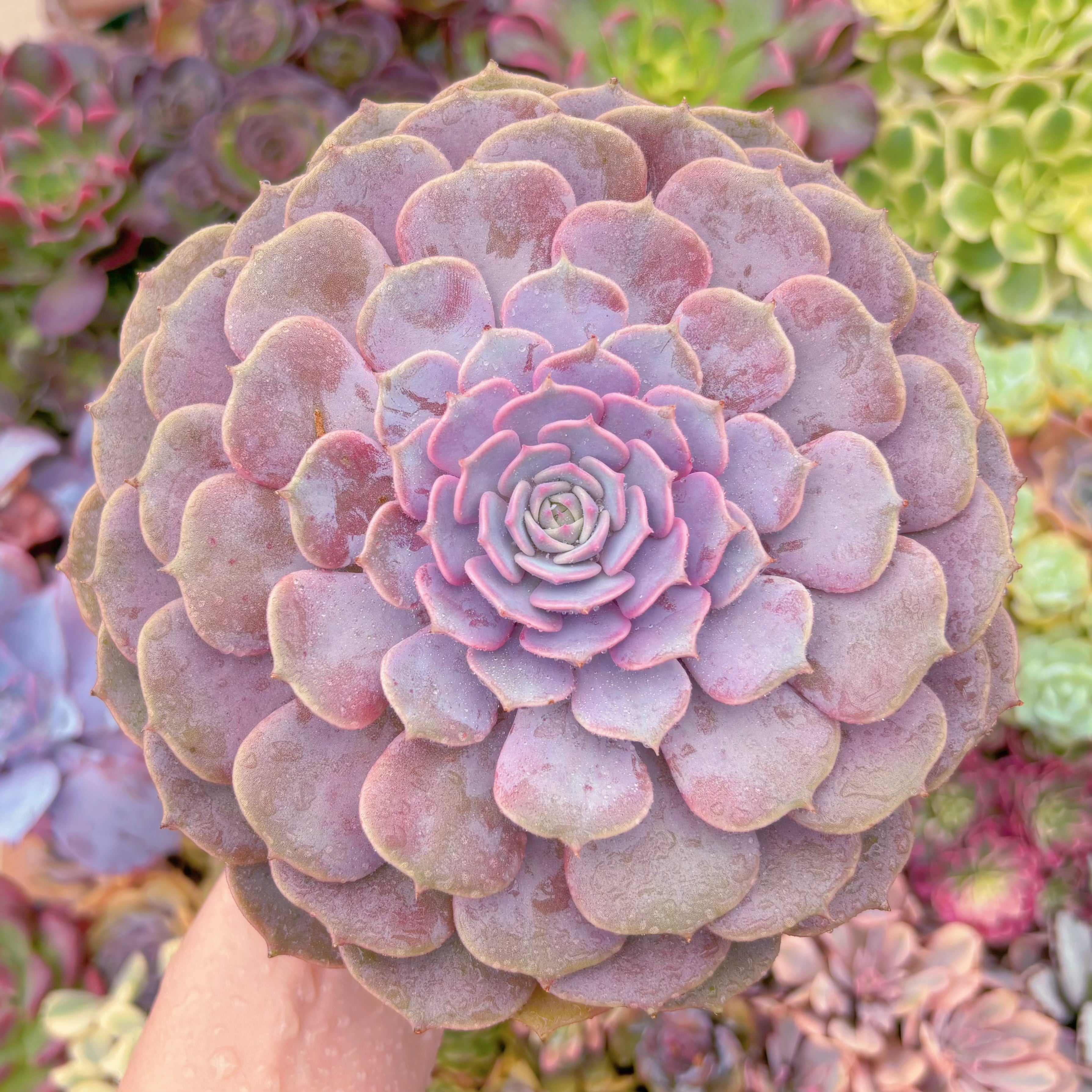 現品　ピンクローラ#249　特大苗　るる農園