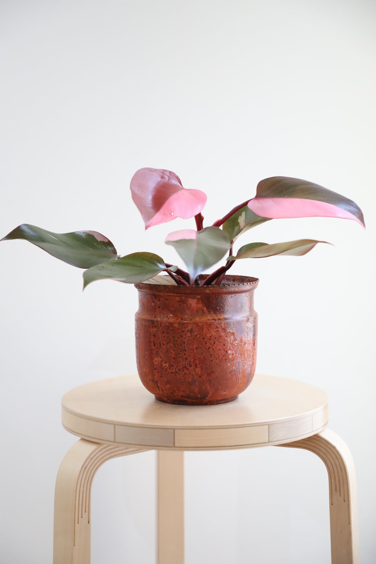 希少】【M】フィロデンドロン パーシモンプリンセス/Philodendron