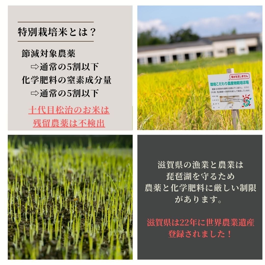 令和5年産新米】特別栽培米　滋賀県産きぬむすめ「縁起の竜王米」5kg　お米づくり一筋270年　白米　十代目松治　十代目松治