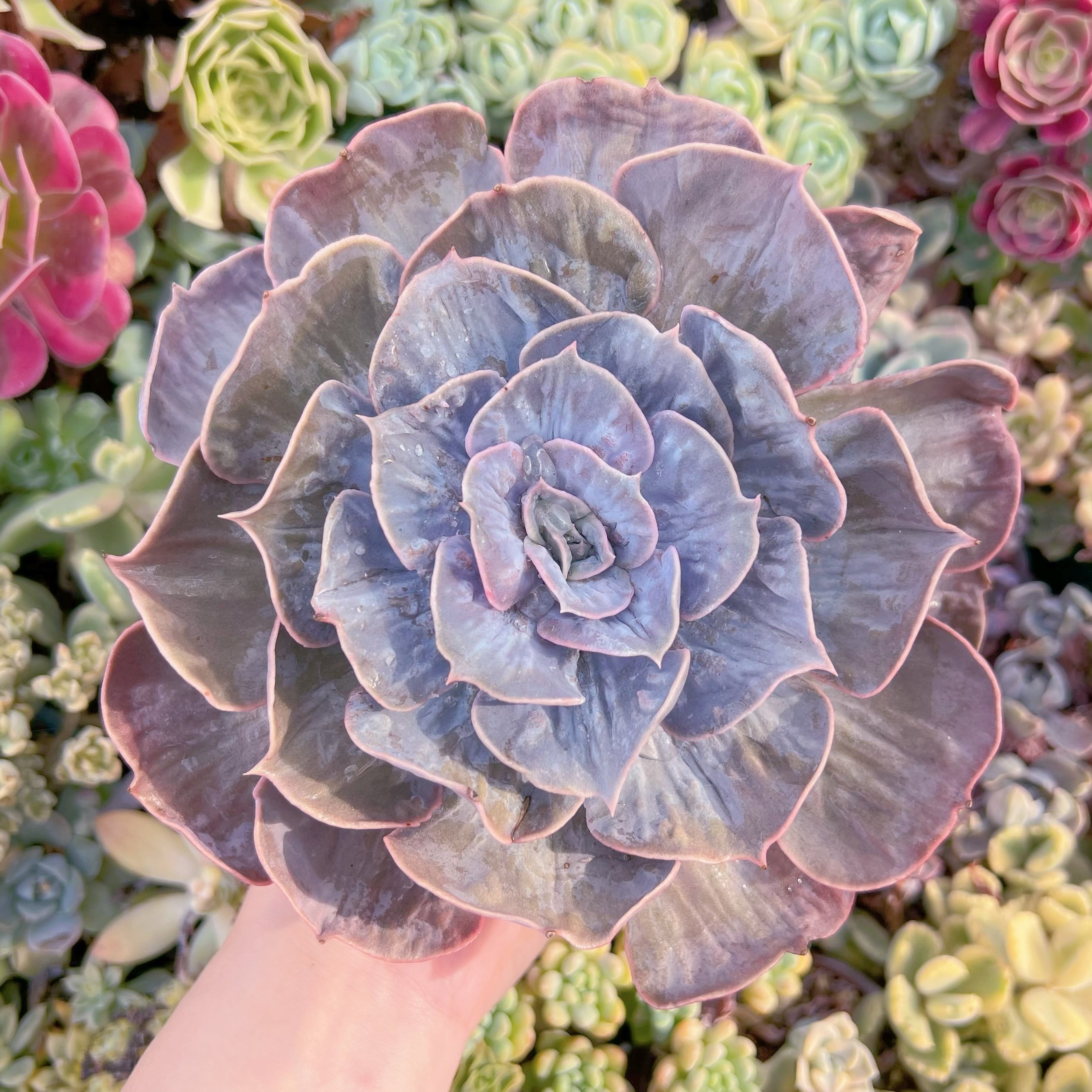 現品　マーブル錦#B64　大苗　るる農園