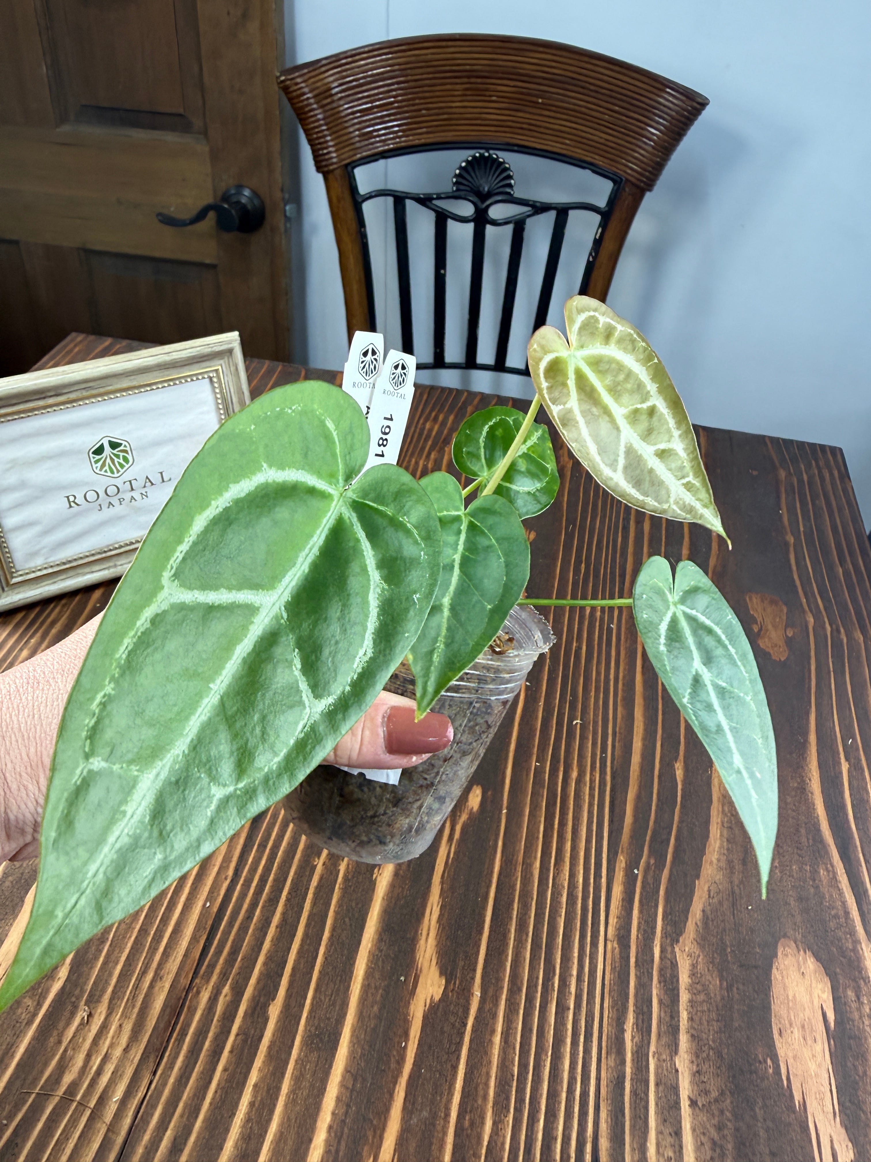 ☆1981【見るほどに、好きになる】アンスリウム クリスタリナムダーク