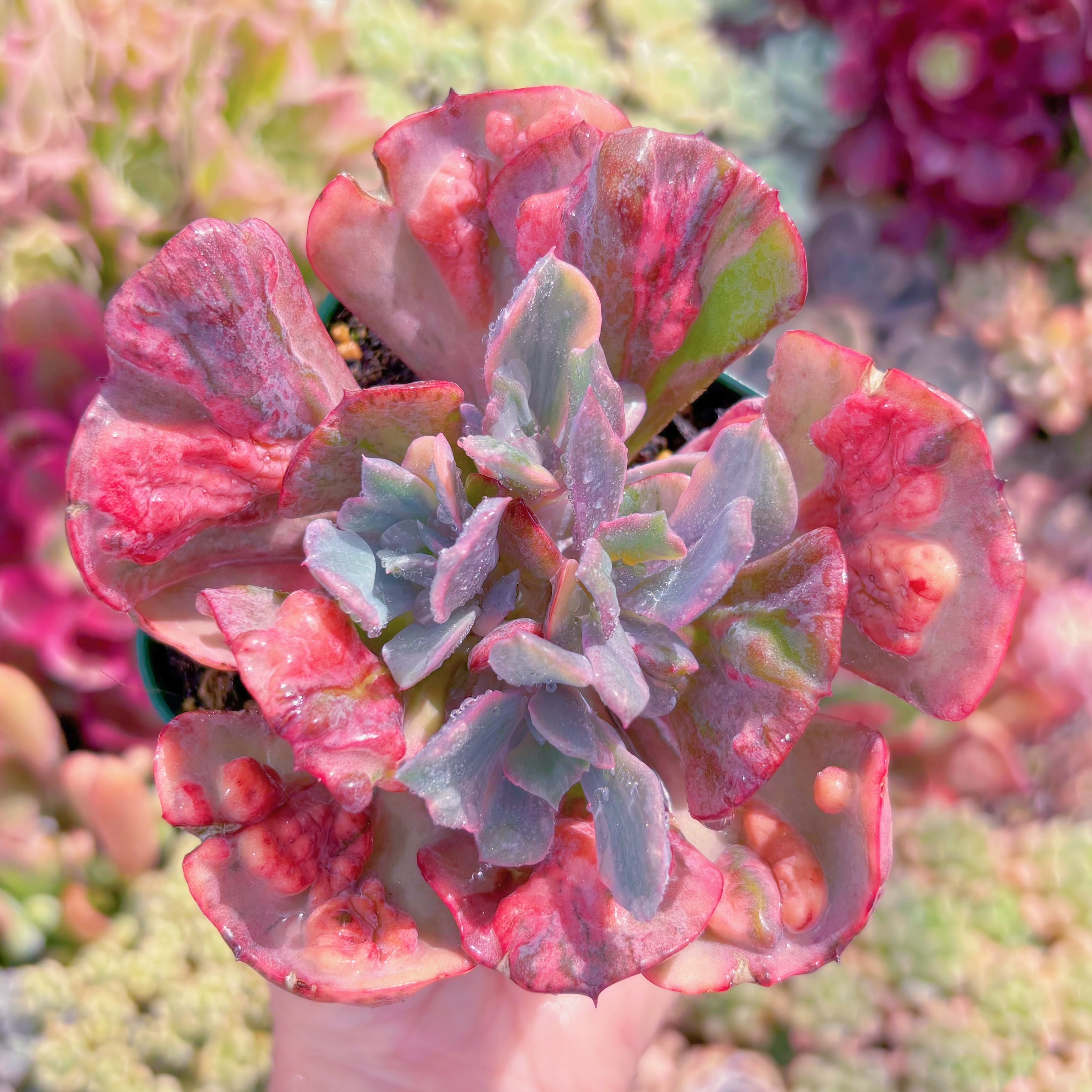 現品　ビヨンセ錦#781　るる農園