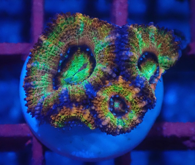 Loadhowensis Rainbow 4