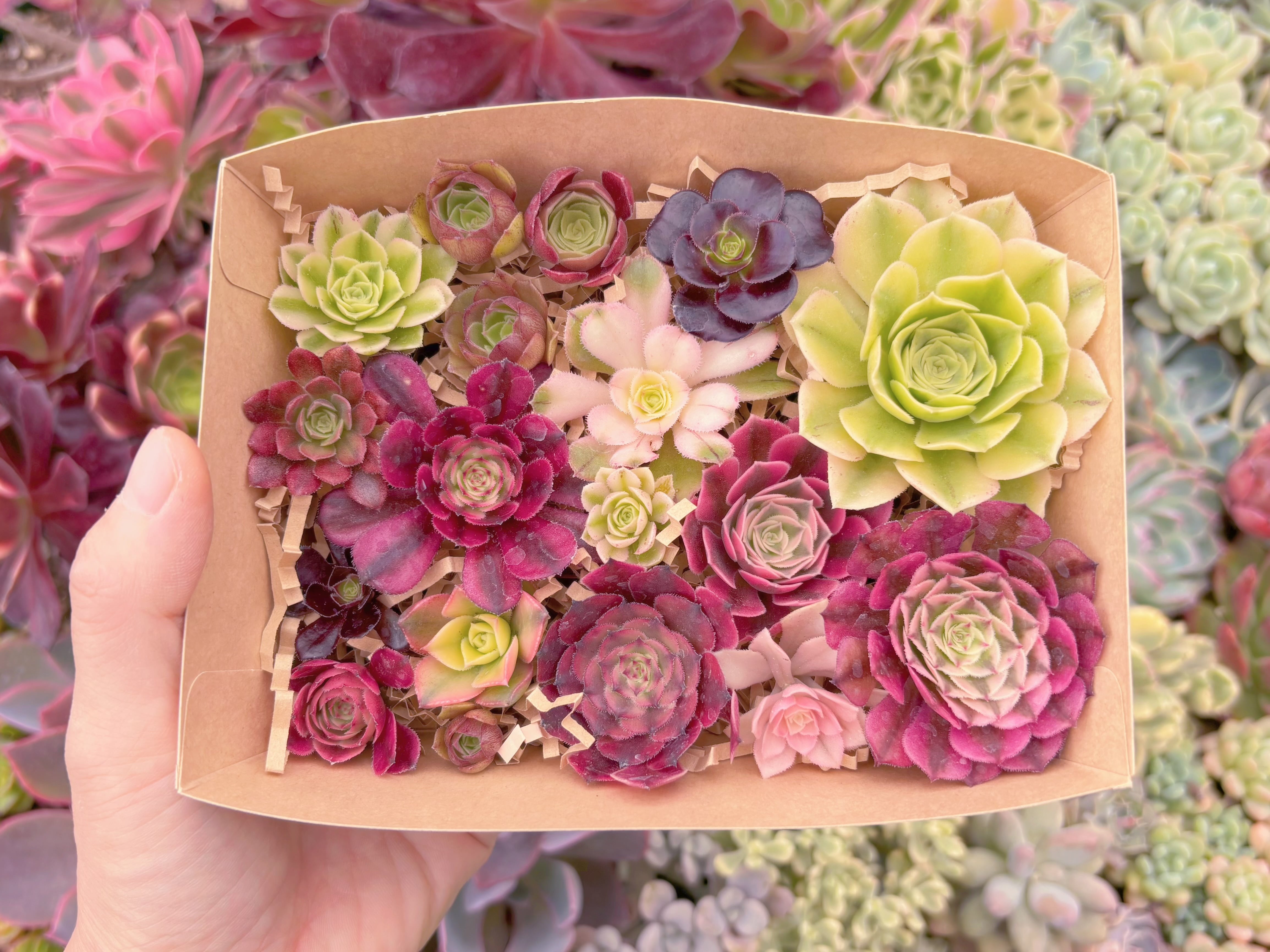 現品　寄せ植えセット#C41　るる農園