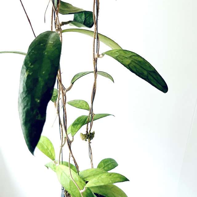 Hoya finlaysonii（ホヤ・フィンレイソニー）観葉植物 calm cafe