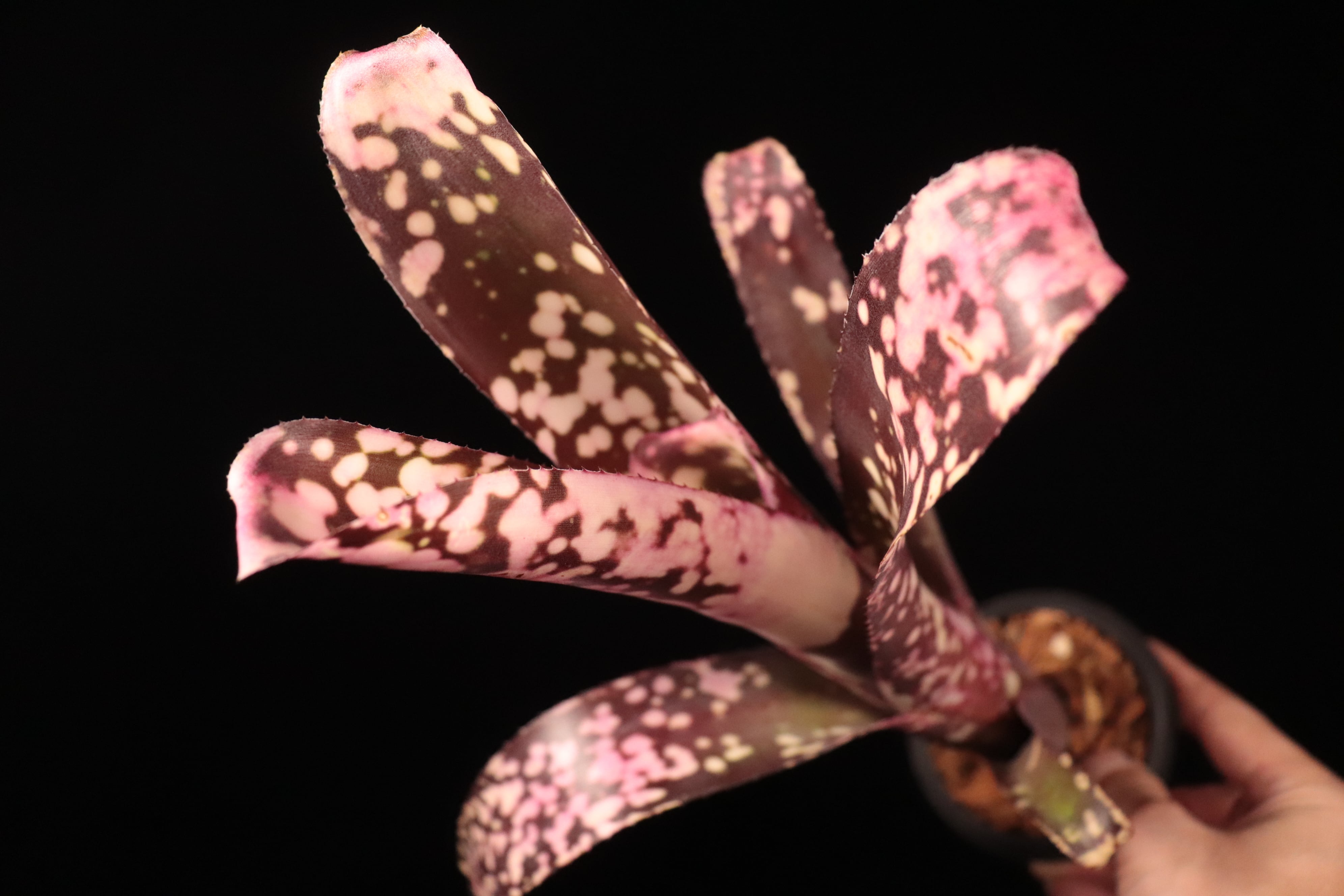Billbergia 'Kawanas Panache'〔ビルベルギア〕B123-1 | plane plants