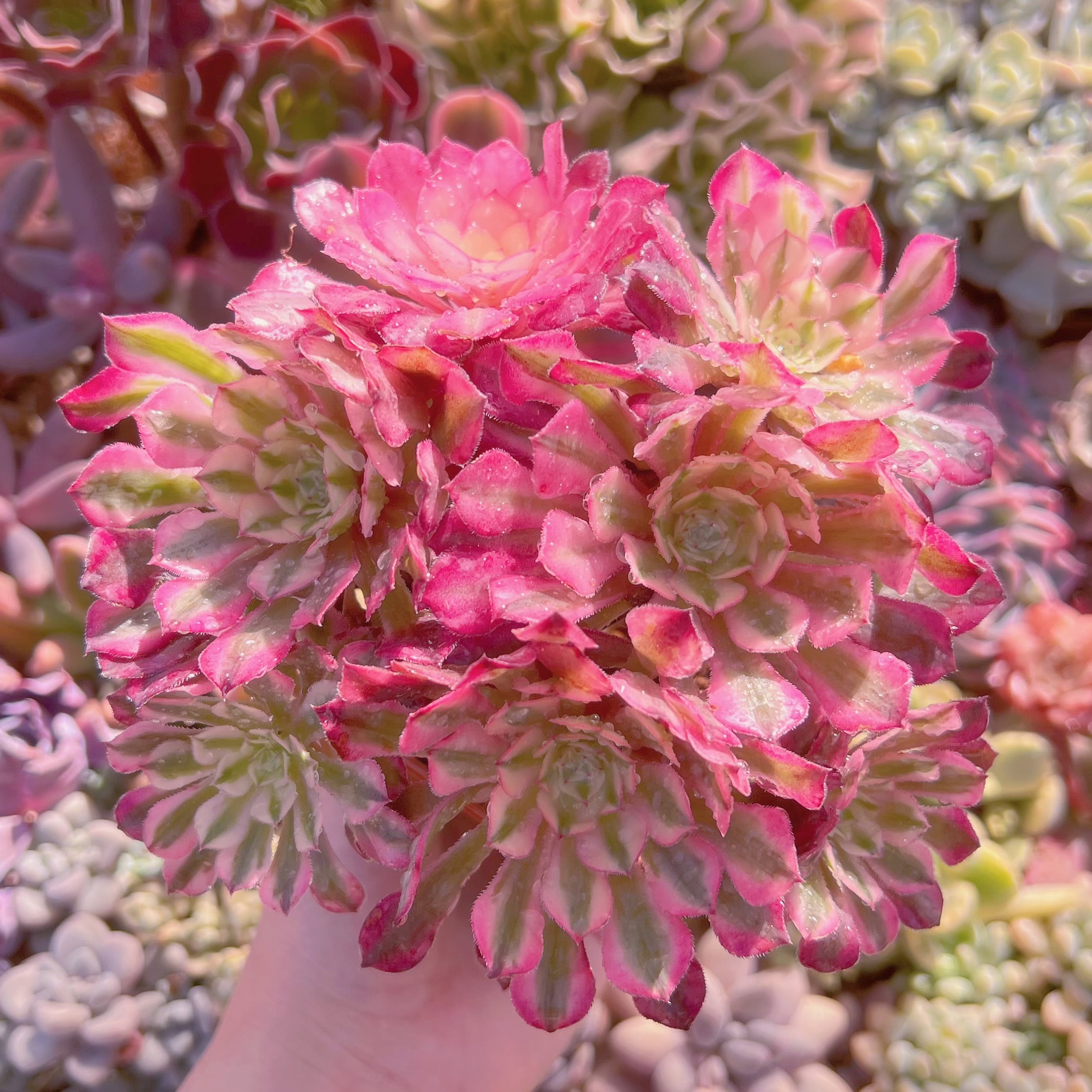 現品　ブラックチェリー#034　群生　るる農園