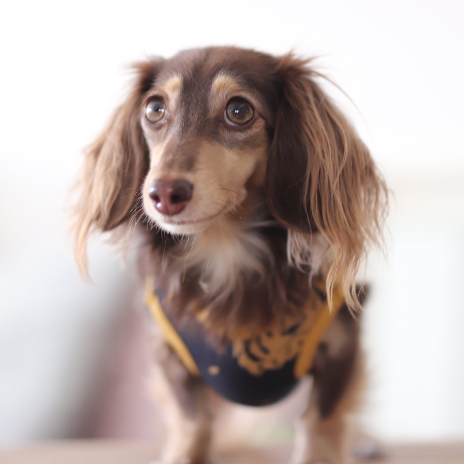 術後服になるロンパース（男のコ）タイガー | カニンヘンダックスと