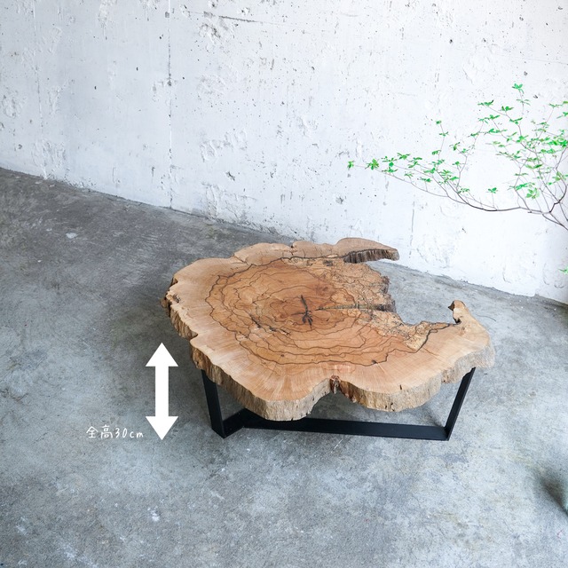 スポルテッド樫の輪切り　センターテーブル