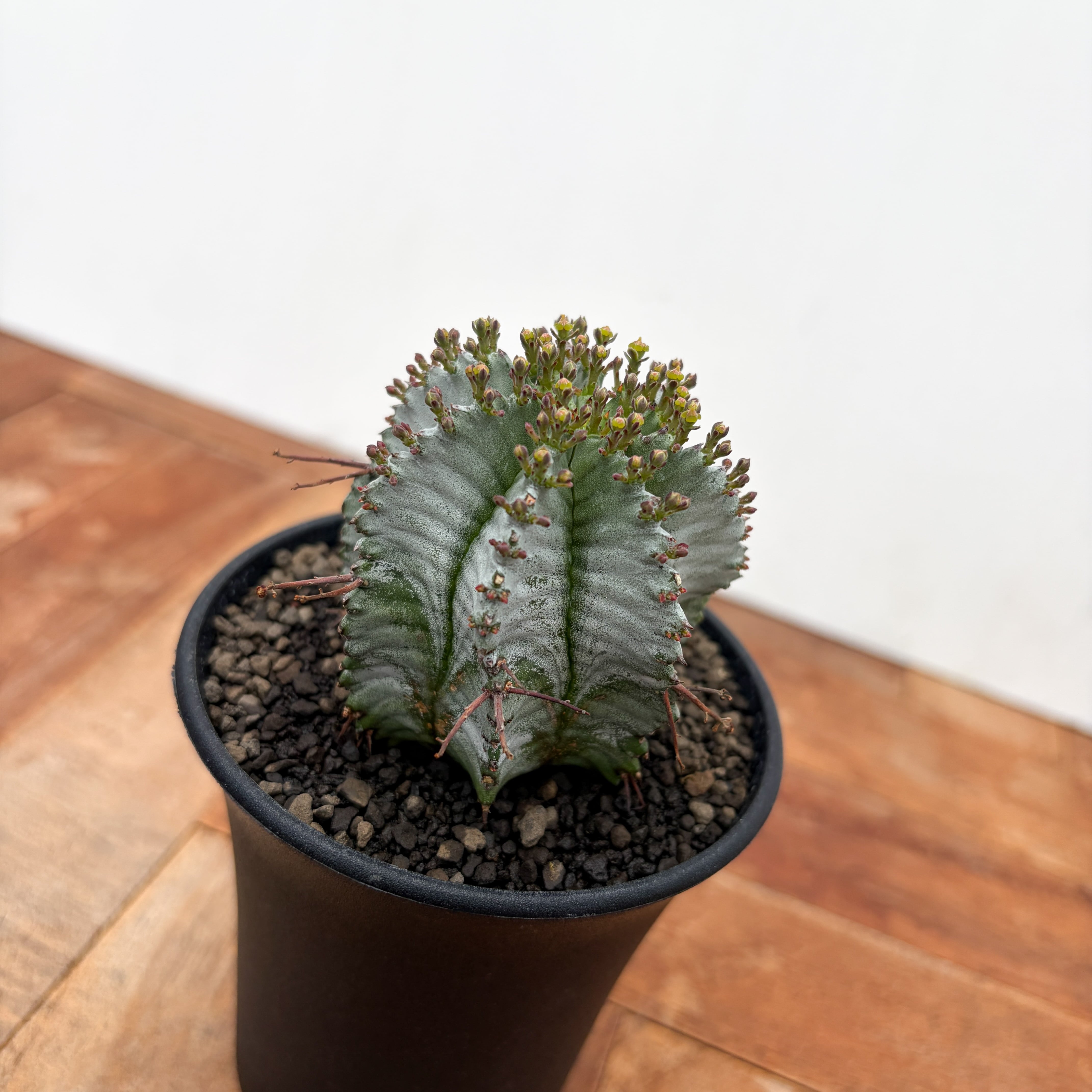 Euphorbia hyb. horrida【ユーフォルビア・玉型白ホリダ】 | RIMO'S