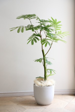 【L/94cm】エバーフレッシュ /Pithecellobium confertum ever fresh
