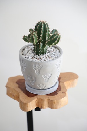 【S】大正キリン/Euphorbia　※陶器鉢付き