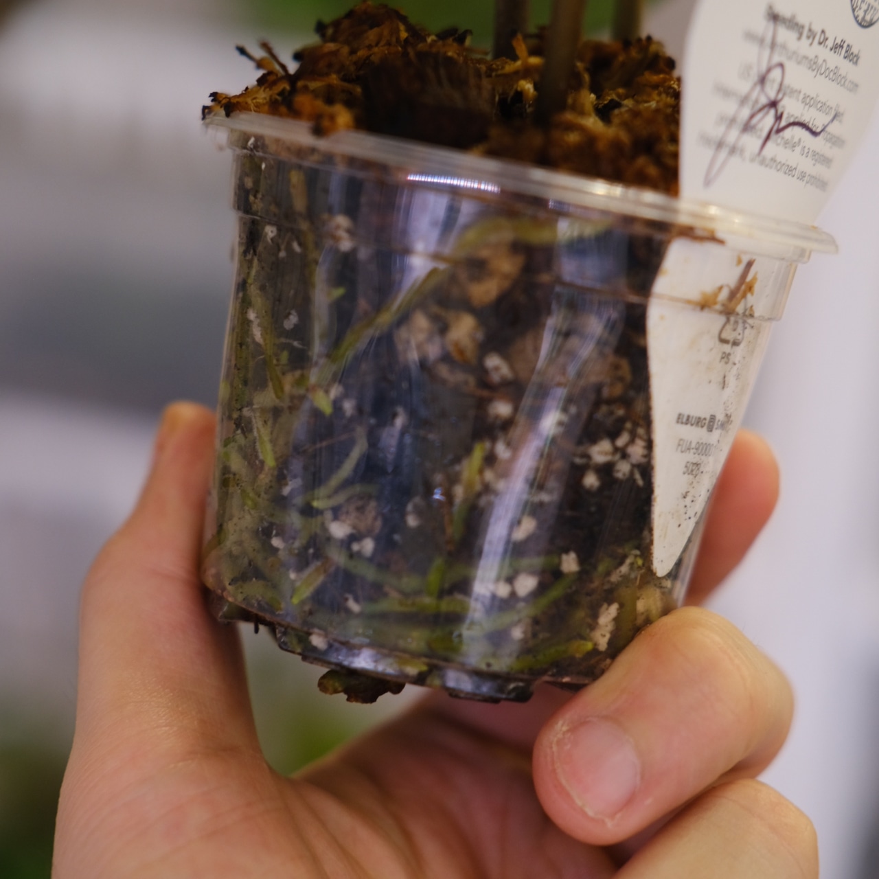 【正規タグ】Anthurium 'Michelle' by DOC BLOCK⑭ / アンスリウム・ミシェル│観葉植物