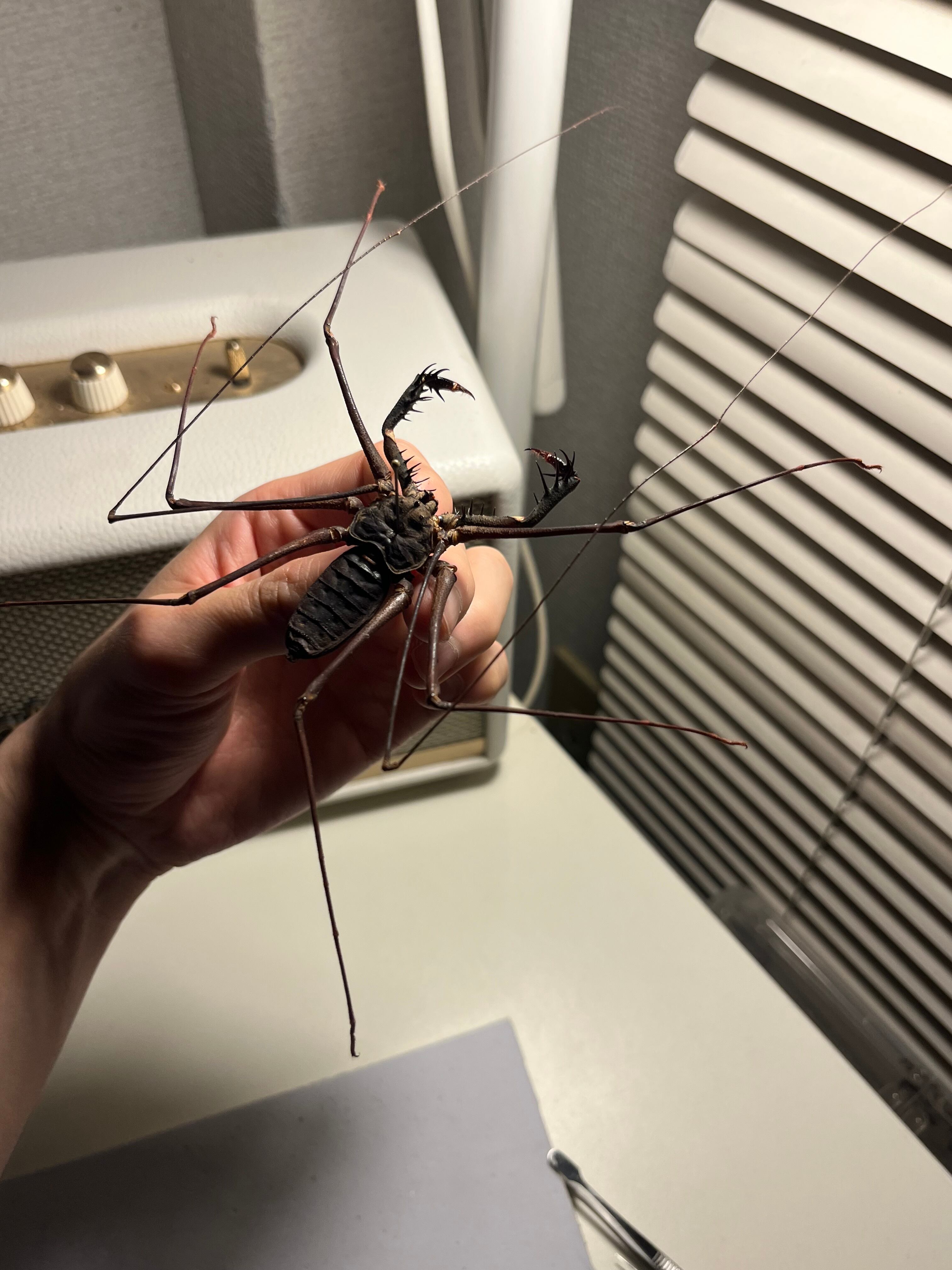 腕虫最大級】Heterophrynus sp.ウデムシ 標本 ヒヨケムシ 三大奇蟲