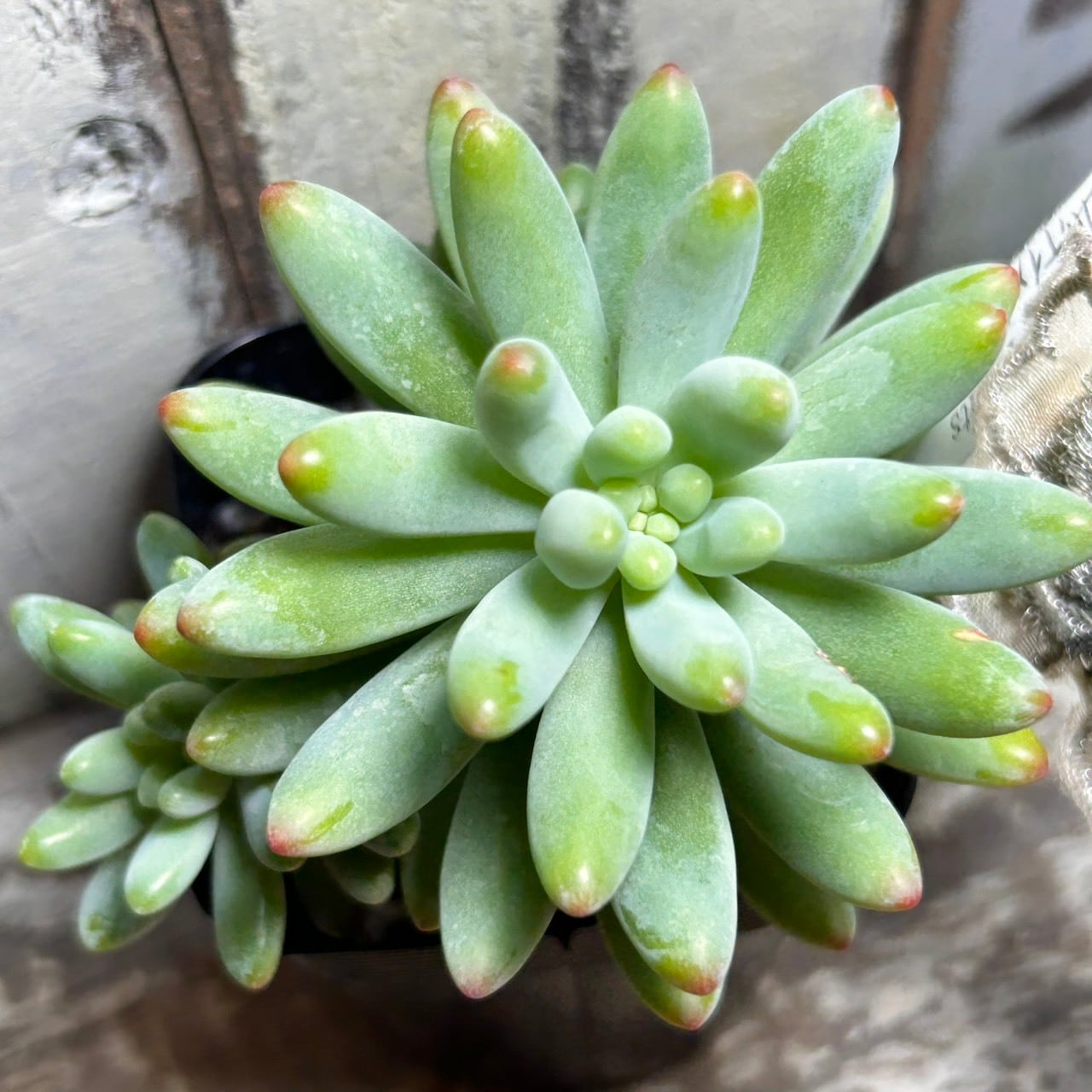 ロッティx乙女心 | RuPo 多肉植物専門店