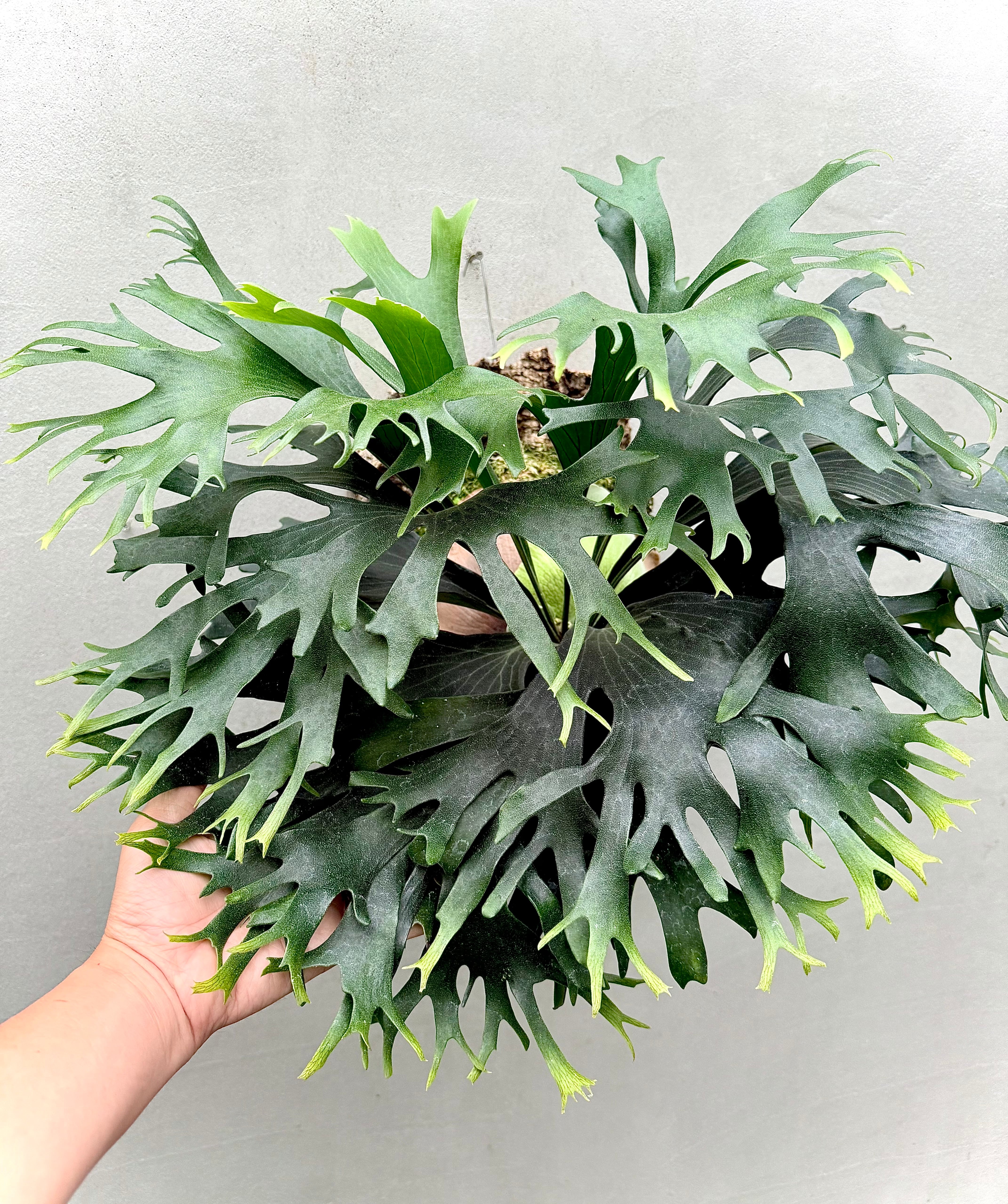 【RP】P.Rod Pattison sporelingロッドパティソン c) P. hillii 'Rod Pattison' (RP) spore grown ①ビカクシダ ヒリー