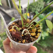 Anthurium King of spades × Papillilaminum(FS) / アンスリウム・キングオブスペード×パピリラミナム