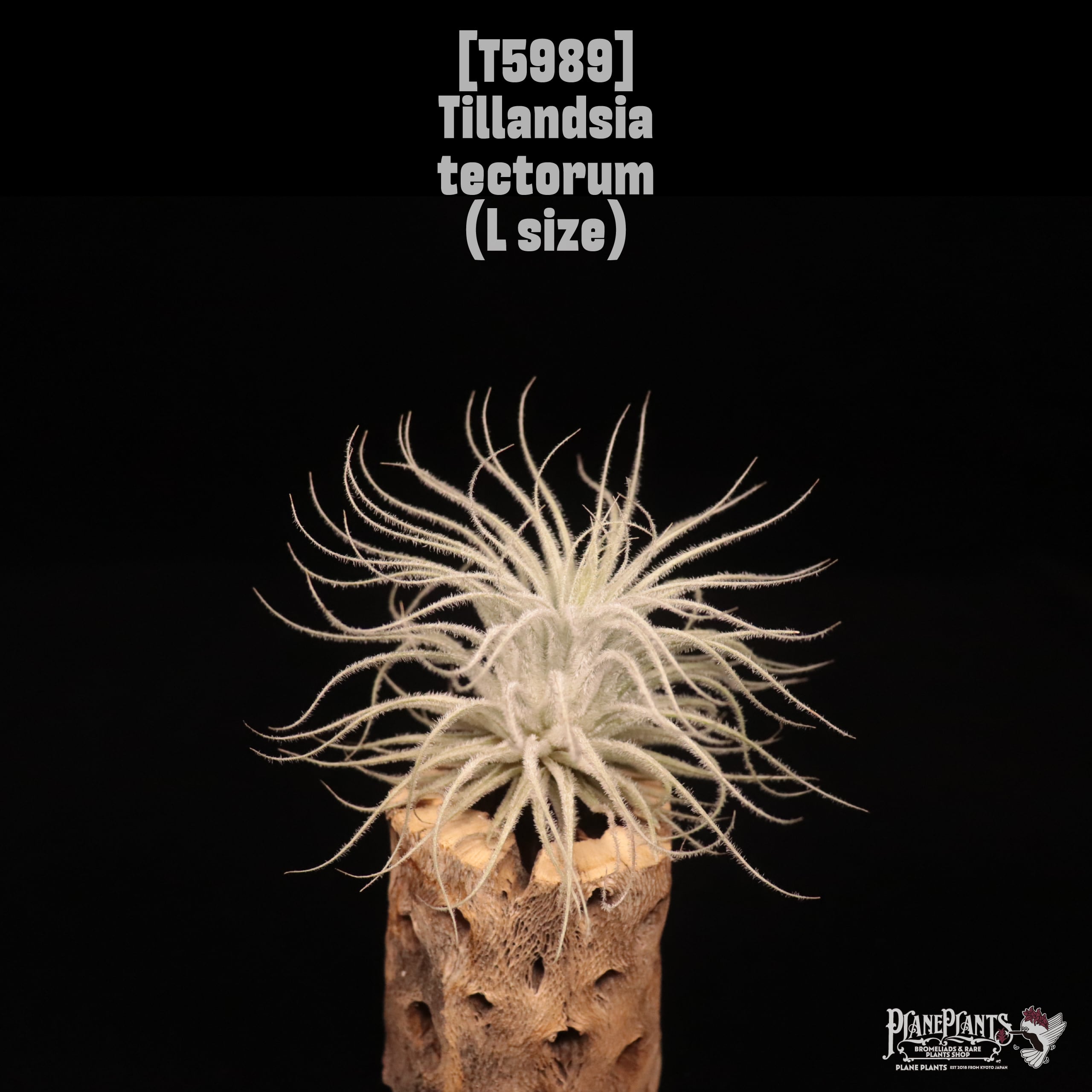 Tillandsia tectorum L〔ティランジア〕T5989