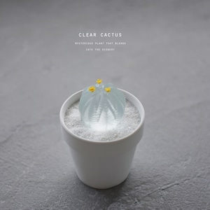 clear cactus オベサ