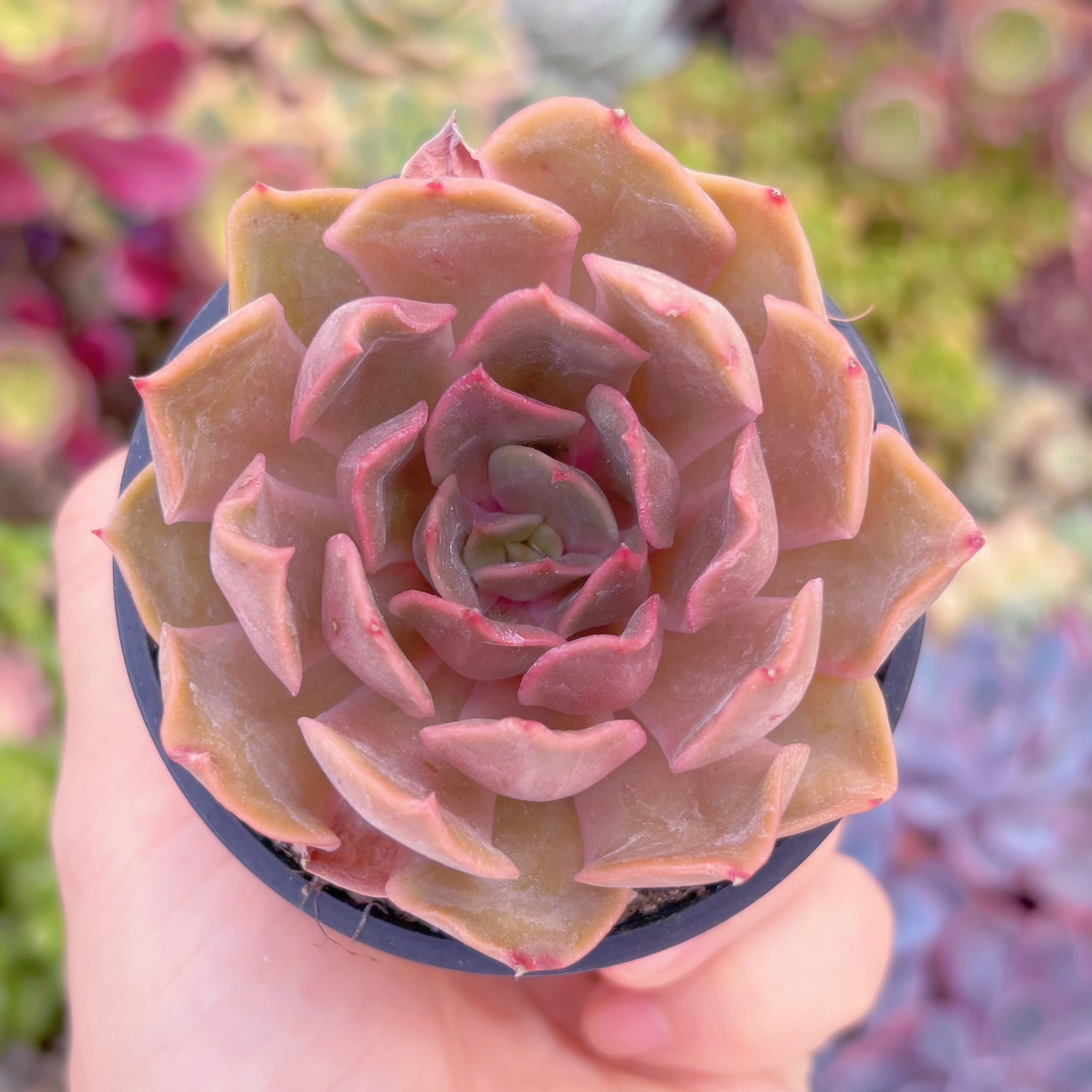 現品　Kiss#006　るる農園