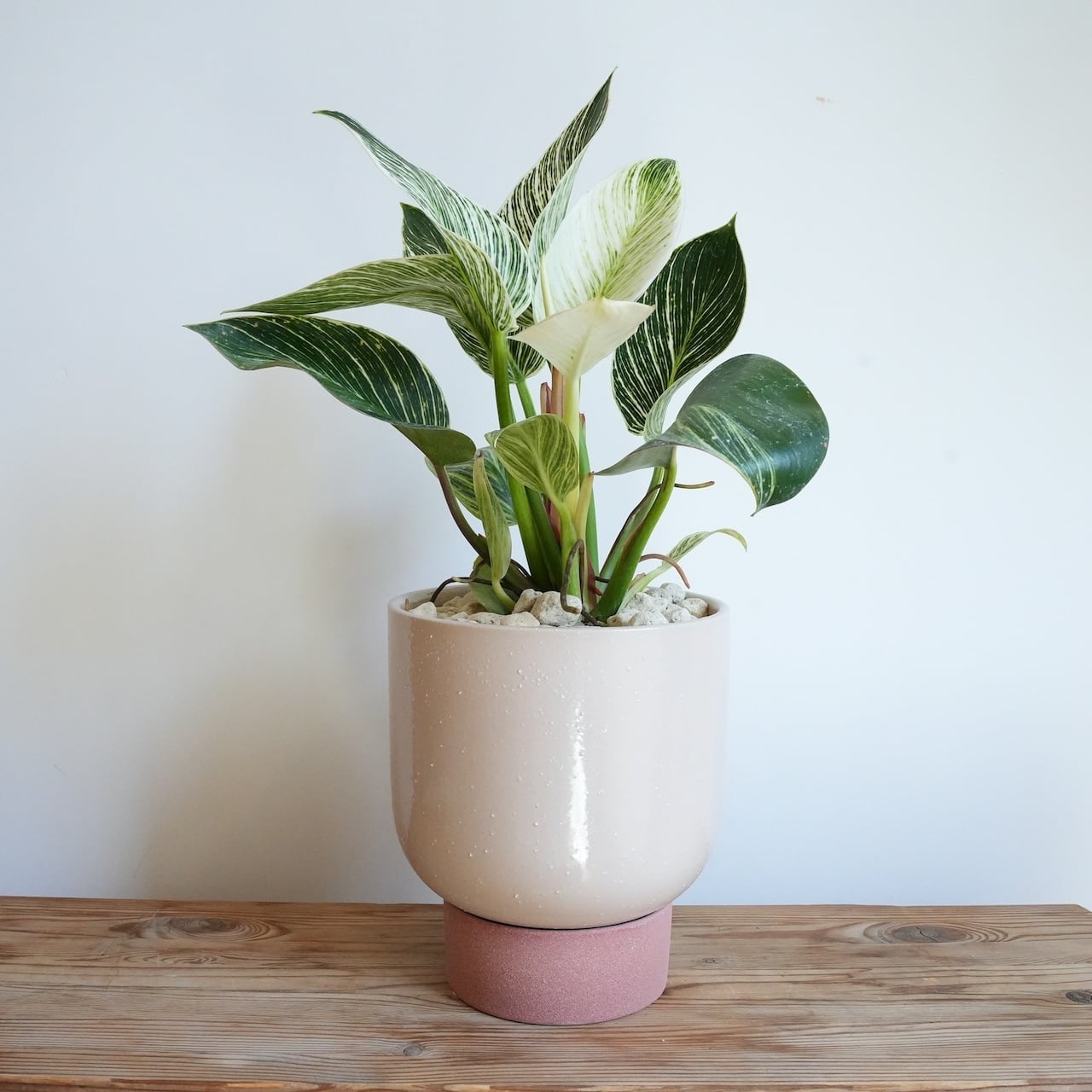 フィロデンドロン バーキン 陶器鉢込み 観葉植物 インテリアグリーン 送料込み】観葉植物 フィロデンドロン バーキン 6号サイズ 陶器鉢 | 草陽香