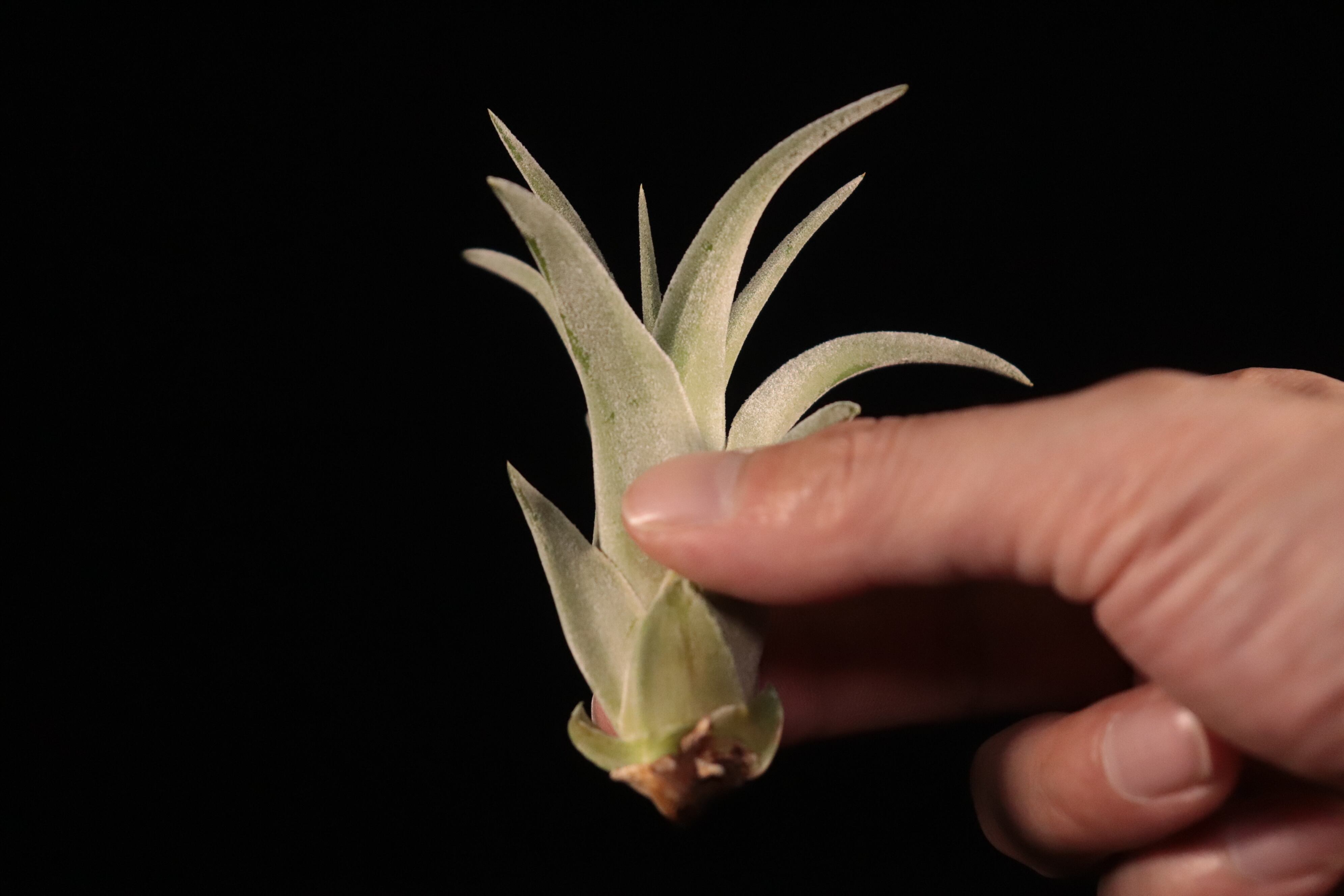 reserved】xerographica x ionantha var. vanhyningii〔エア reserved】xerographica x ionantha var. vanhyningii〔エア