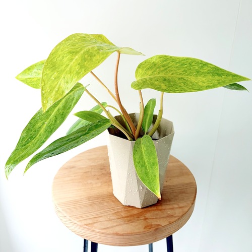 フィロデンドロン カルキンスゴールド 観葉植物 calm cafe