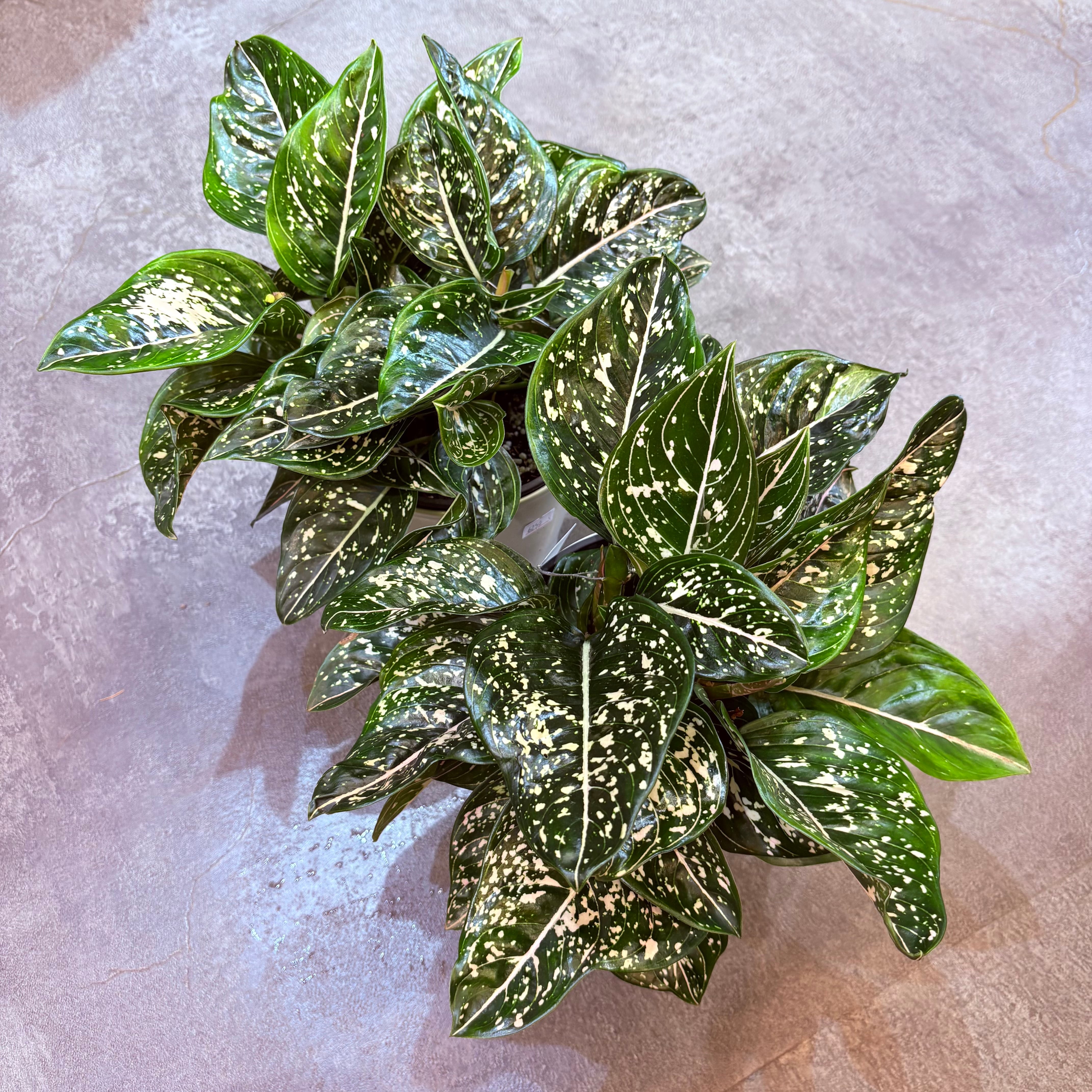 アグラオネマ トムズプライド 5号【荒木植物園さん】 | Green Vibes