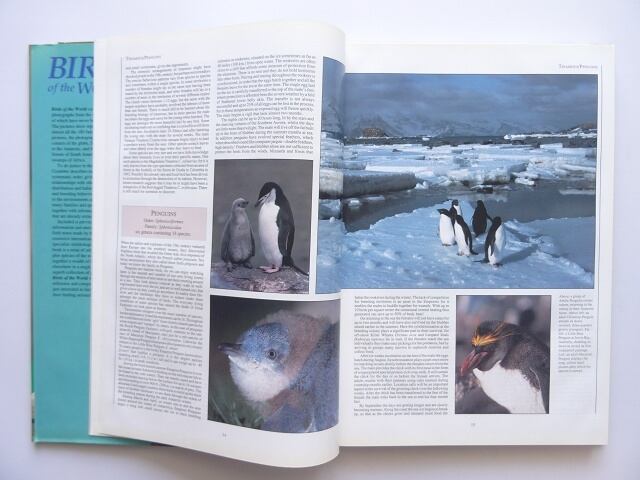 洋書◇世界の鳥写真集 本 動物 カワセミ | 洋書堂
