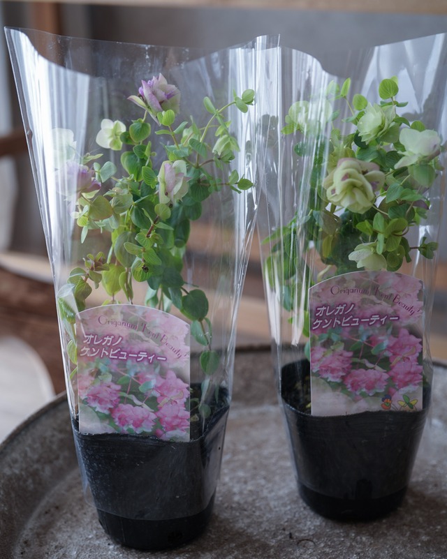 オレガノ ケントビューティ ３号