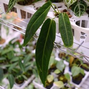 【実生】アンスリウム ワロクアーナム / Anthurium Warocqueanum④ / 観葉植物<育て方・花言葉>