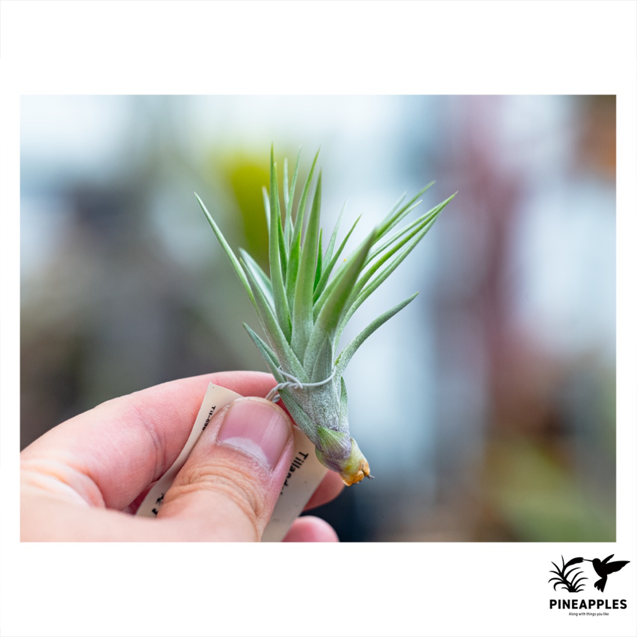 Tillandsia stricta ’Straight Form’ - 4