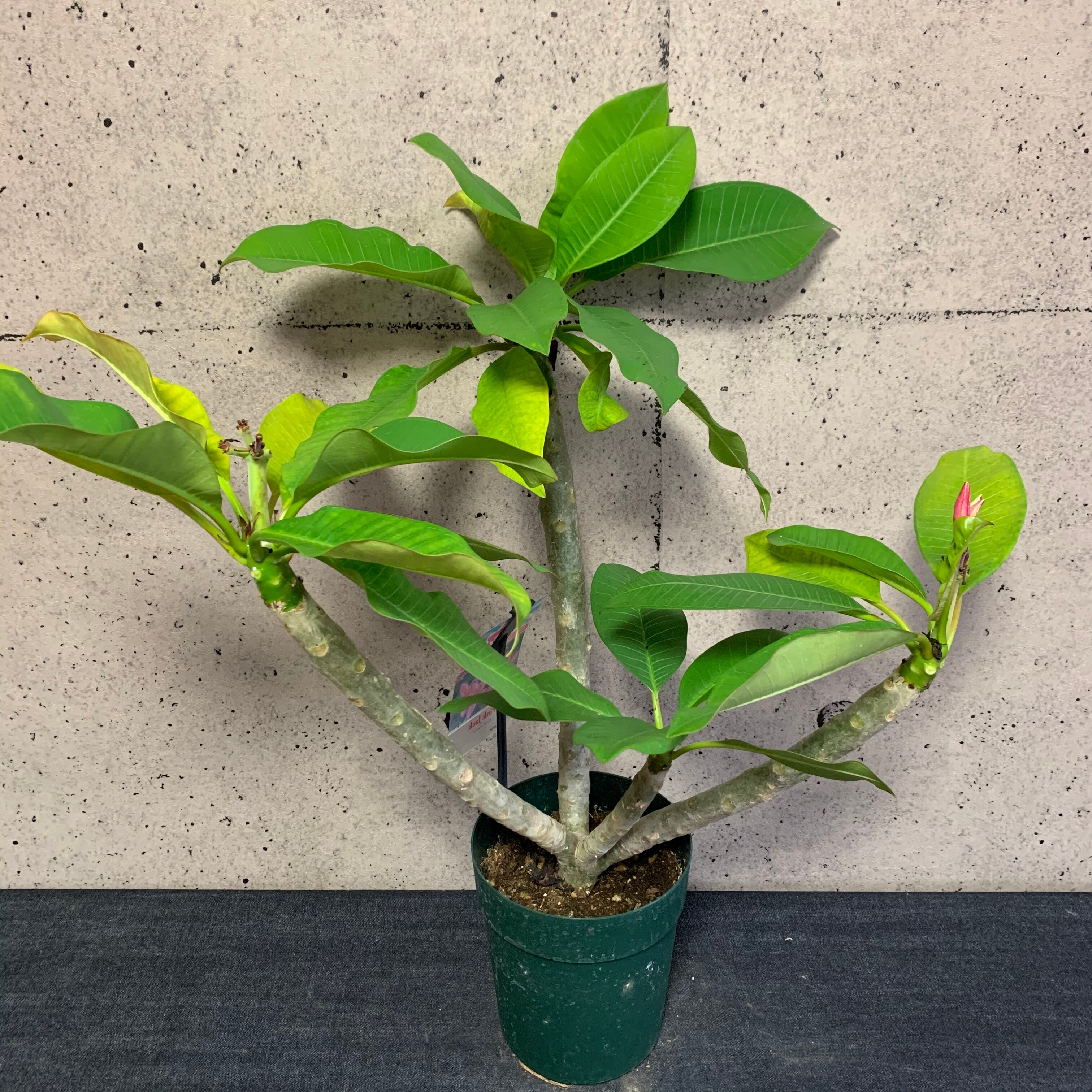 値下げしました プルメリア ピンクジャック 4又です Planet Plants プラネットプランツ 値下げしました プルメリア ピンクジャック 4又です Planet Plants プラネットプランツ