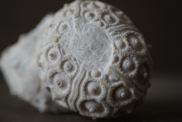 フランス産ウニ化石 Stereocidaris 1422