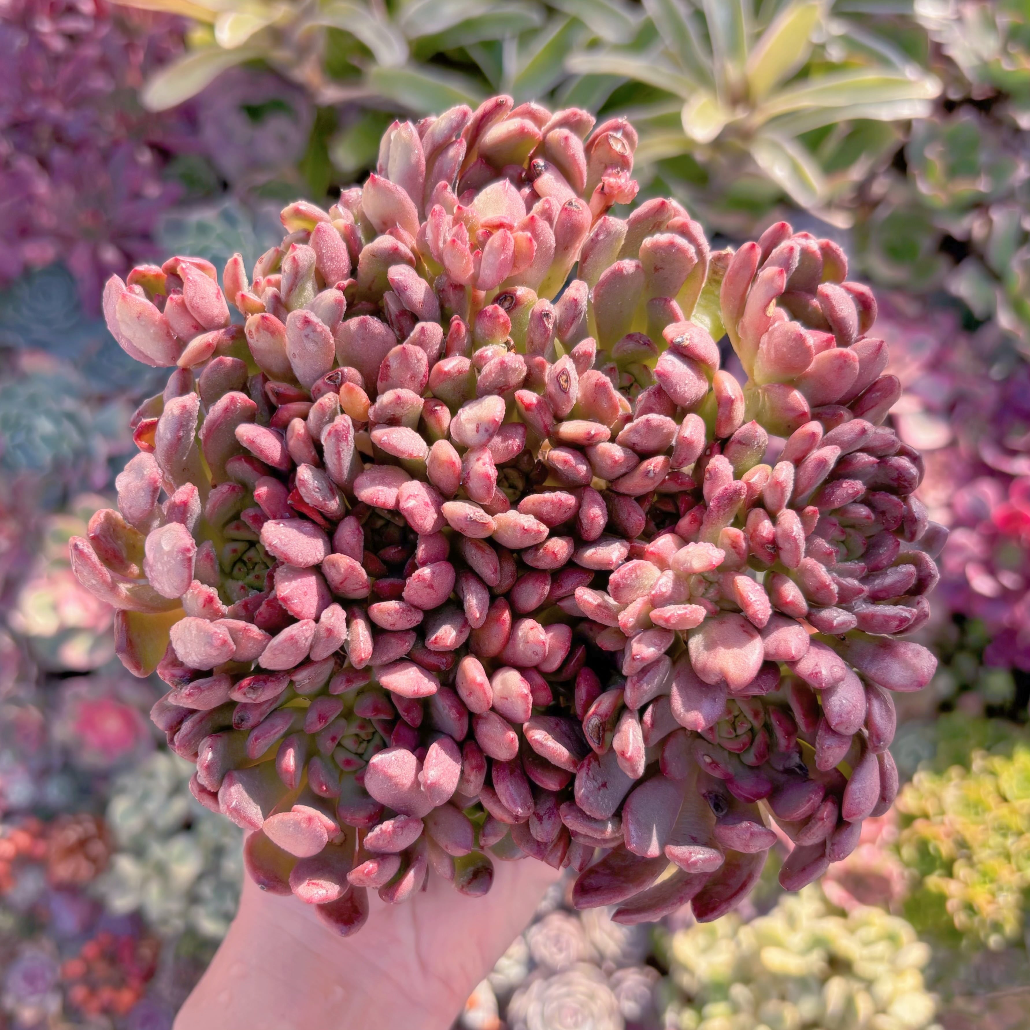 現品　ピンクルルビー#M106　大群生　美苗　 新入荷　るる農園