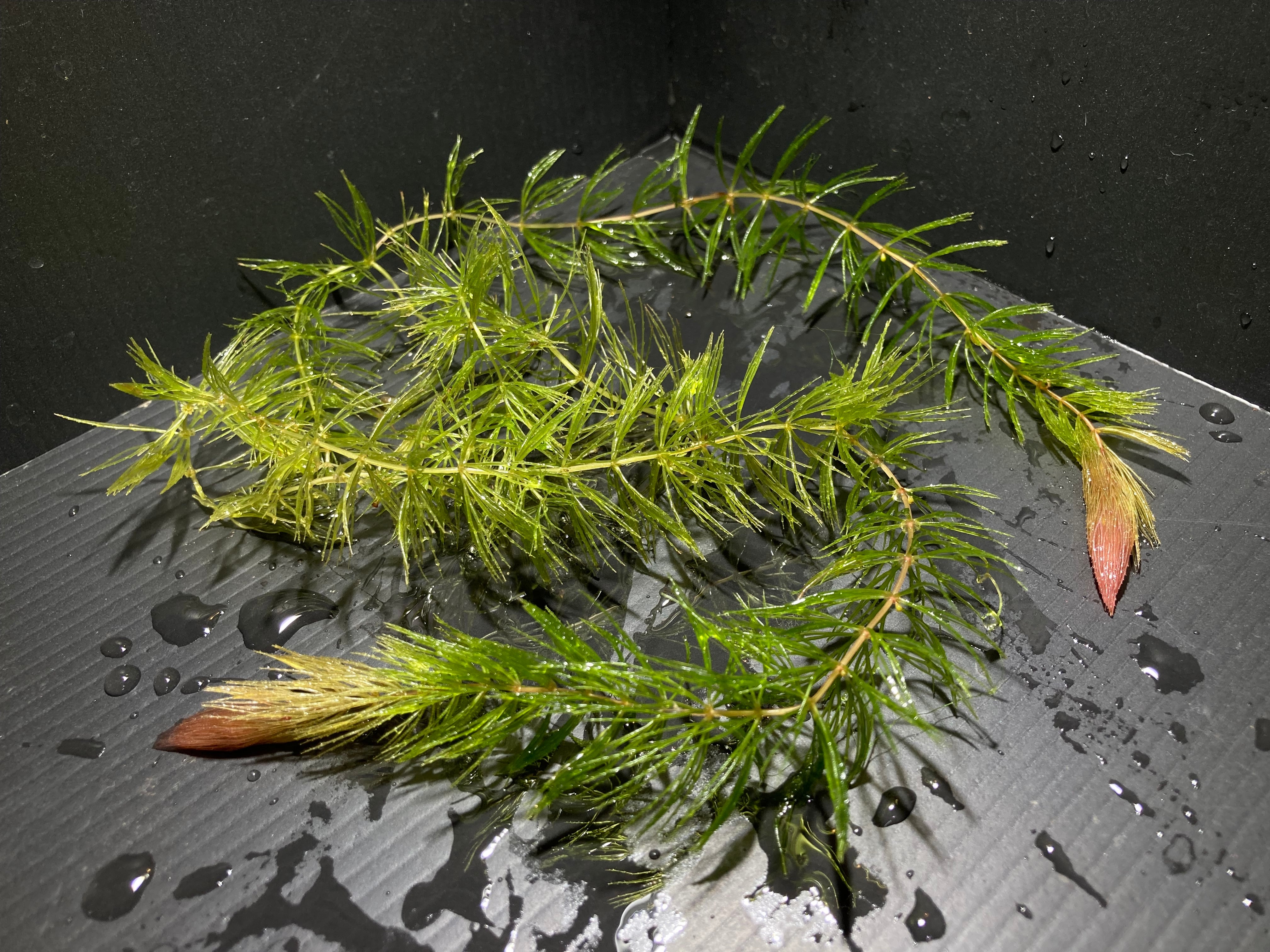 Bucephalandra sp. 