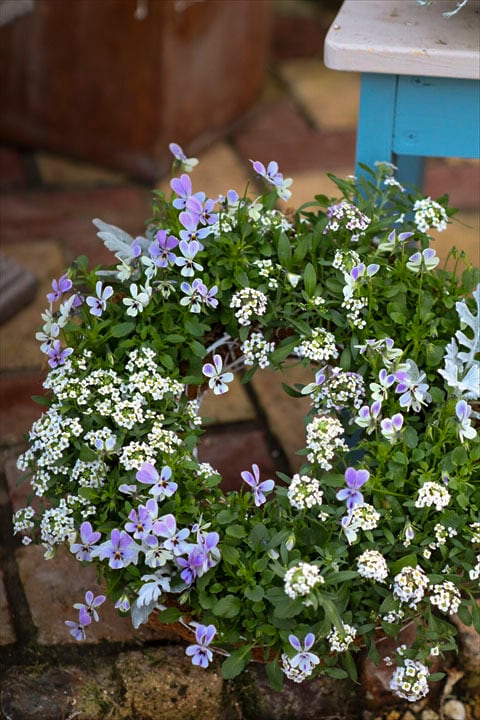 寄せ植え 12-45 | オニ通