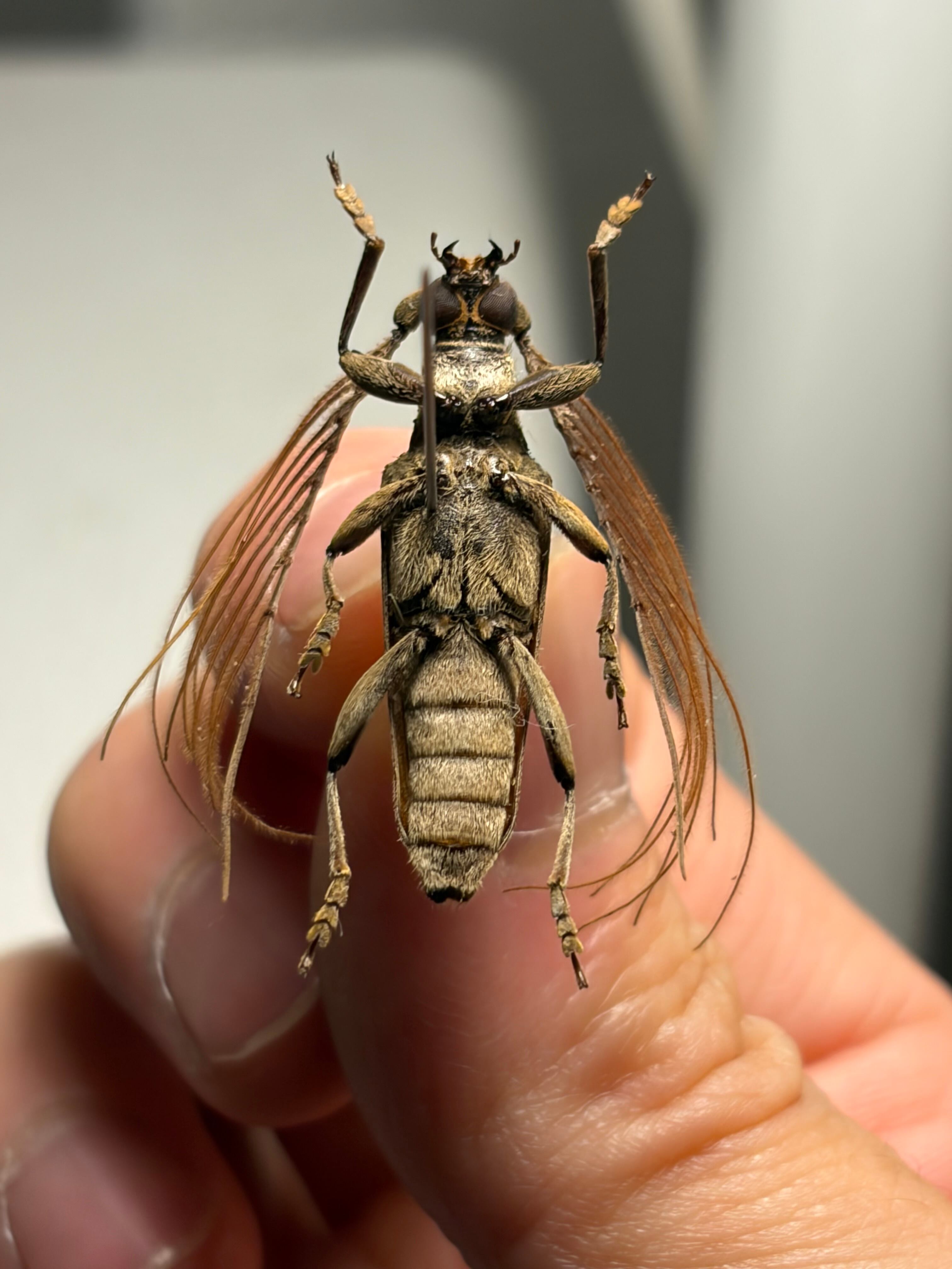 29mm】ミダレガミミヤマカミキリ 標本 とんでもない甲虫掲載種