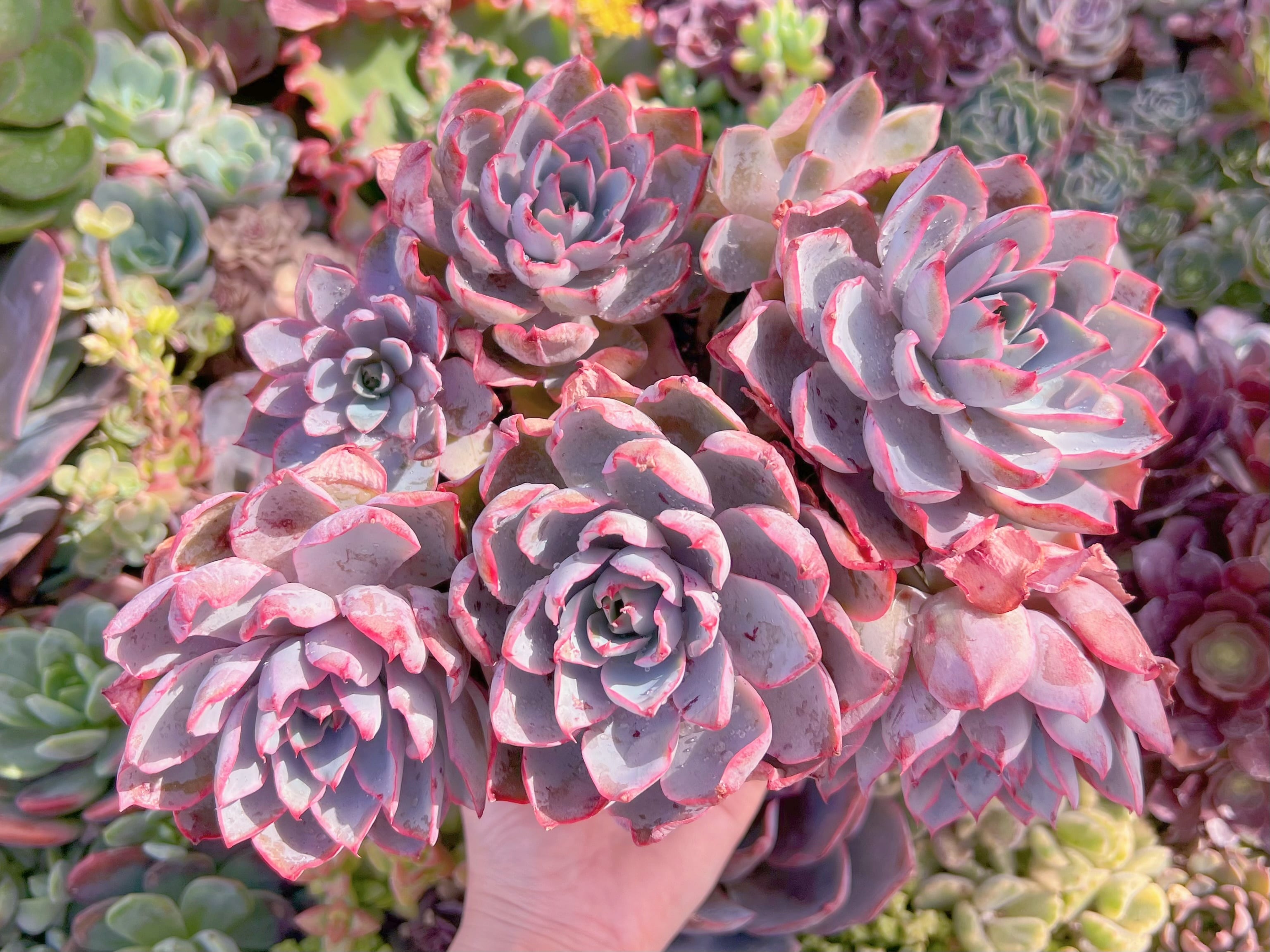 現品　ヘラ#239　特大群生　新入荷　るる農園